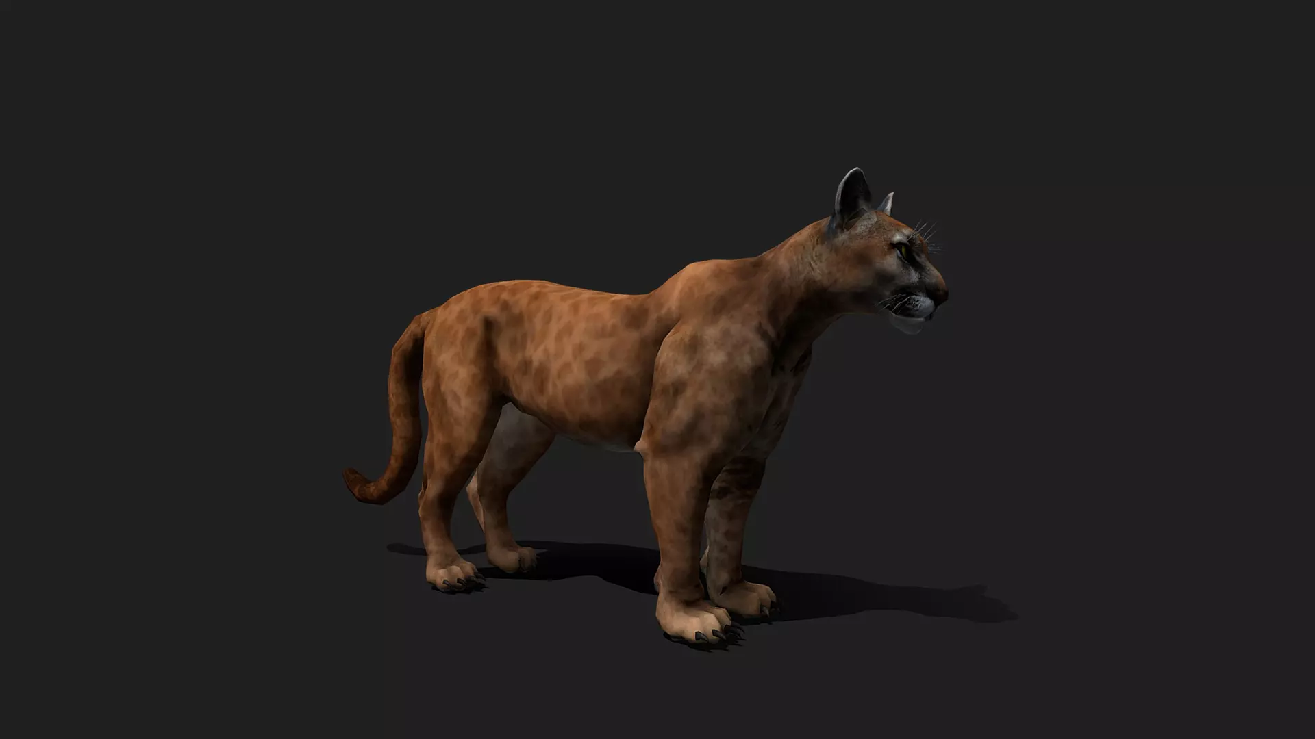 ULTIMATE 3D ANIMAL PACK - 70 percent OFF - All Models Included Low-poly 3D model_53