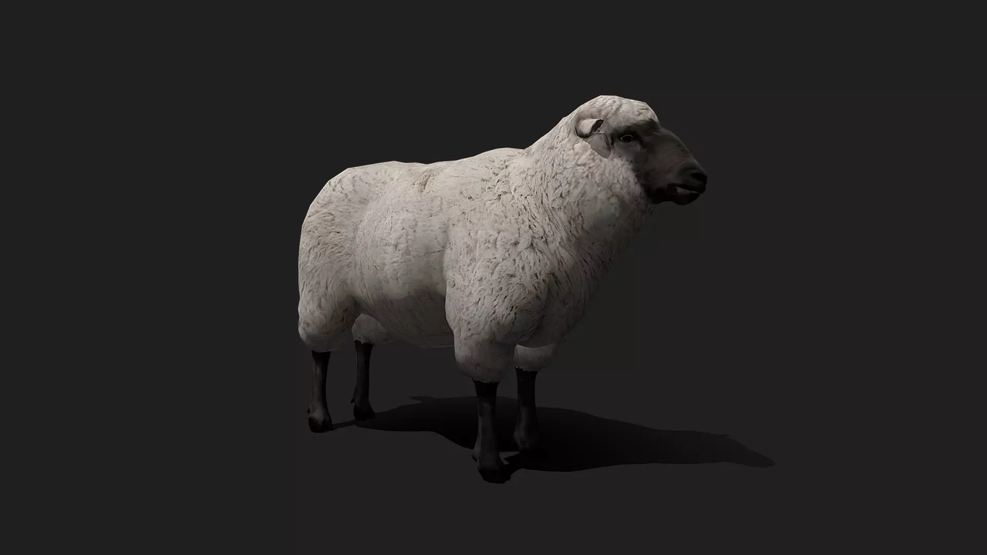 ULTIMATE 3D ANIMAL PACK - 70 percent OFF - All Models Included Low-poly 3D model_63