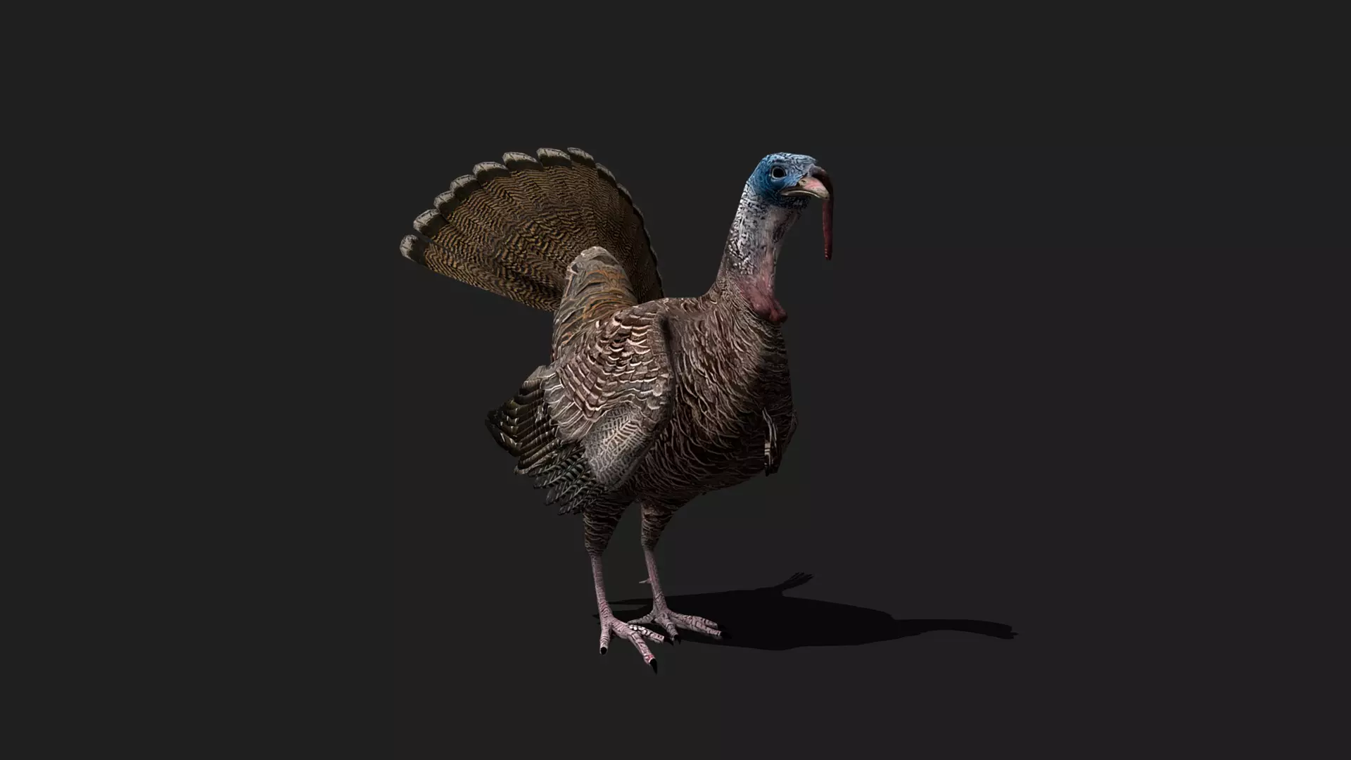 ULTIMATE 3D ANIMAL PACK - 70 percent OFF - All Models Included Low-poly 3D model_67