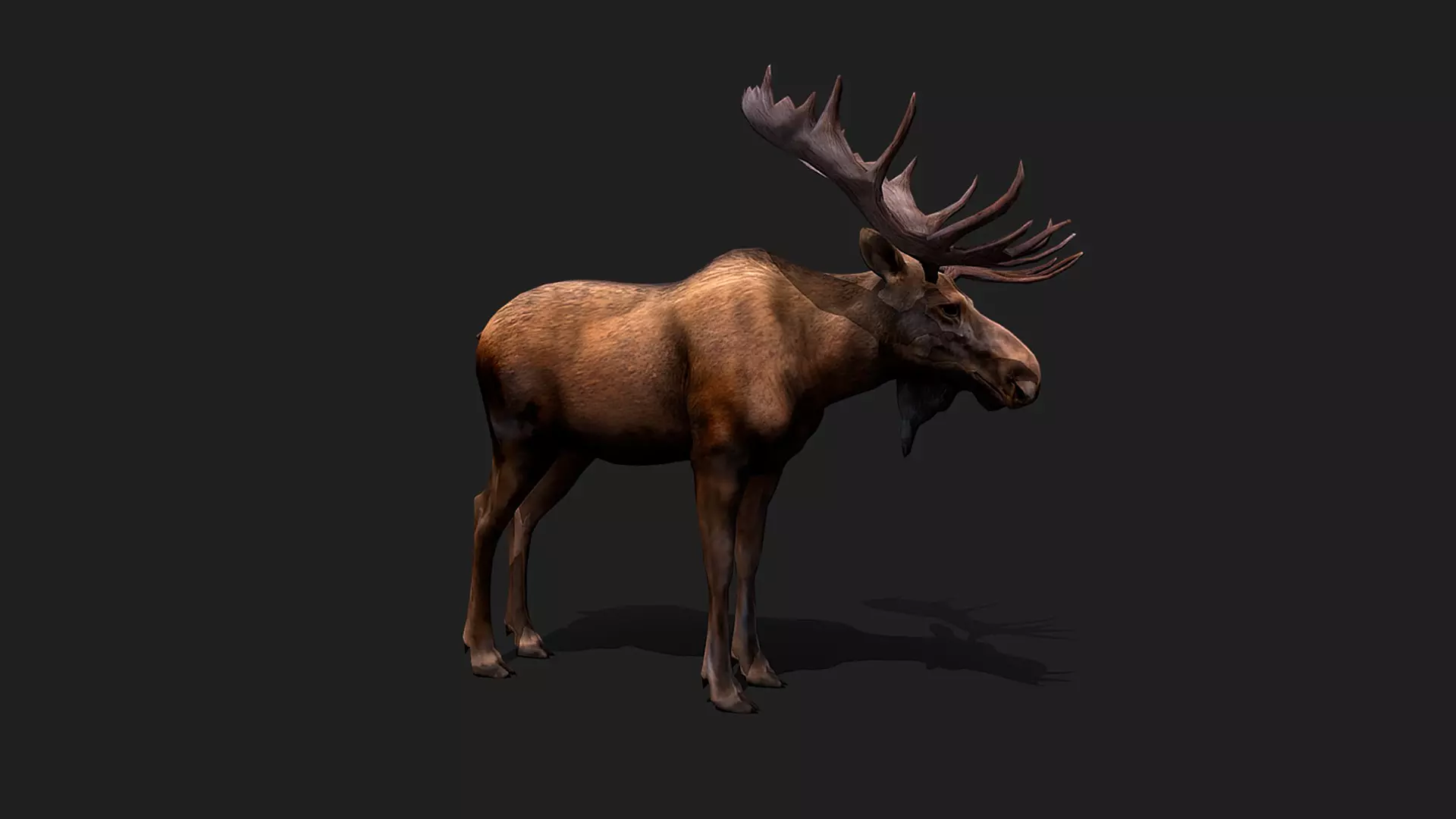 ULTIMATE 3D ANIMAL PACK - 70 percent OFF - All Models Included Low-poly 3D model_49