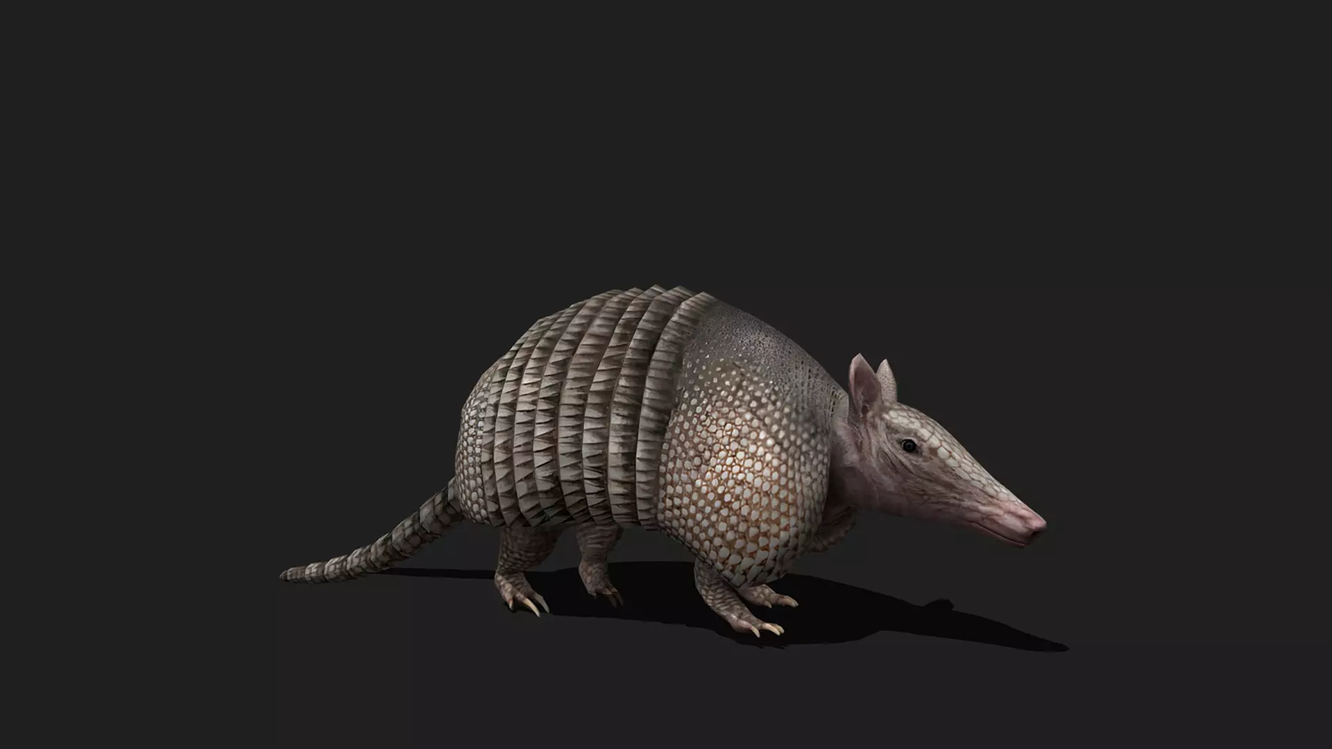 ULTIMATE 3D ANIMAL PACK - 70 percent OFF - All Models Included Low-poly 3D model_5