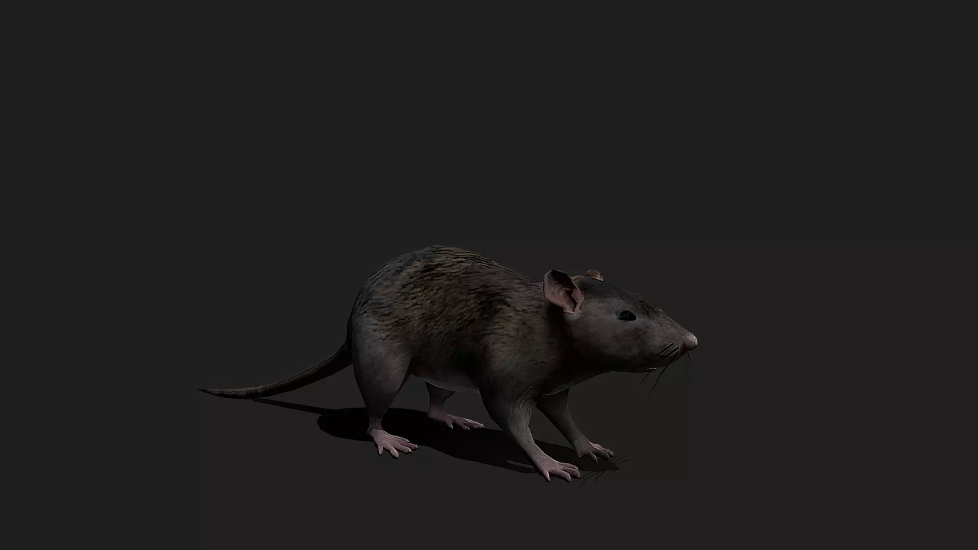 ULTIMATE 3D ANIMAL PACK - 70 percent OFF - All Models Included Low-poly 3D model_60