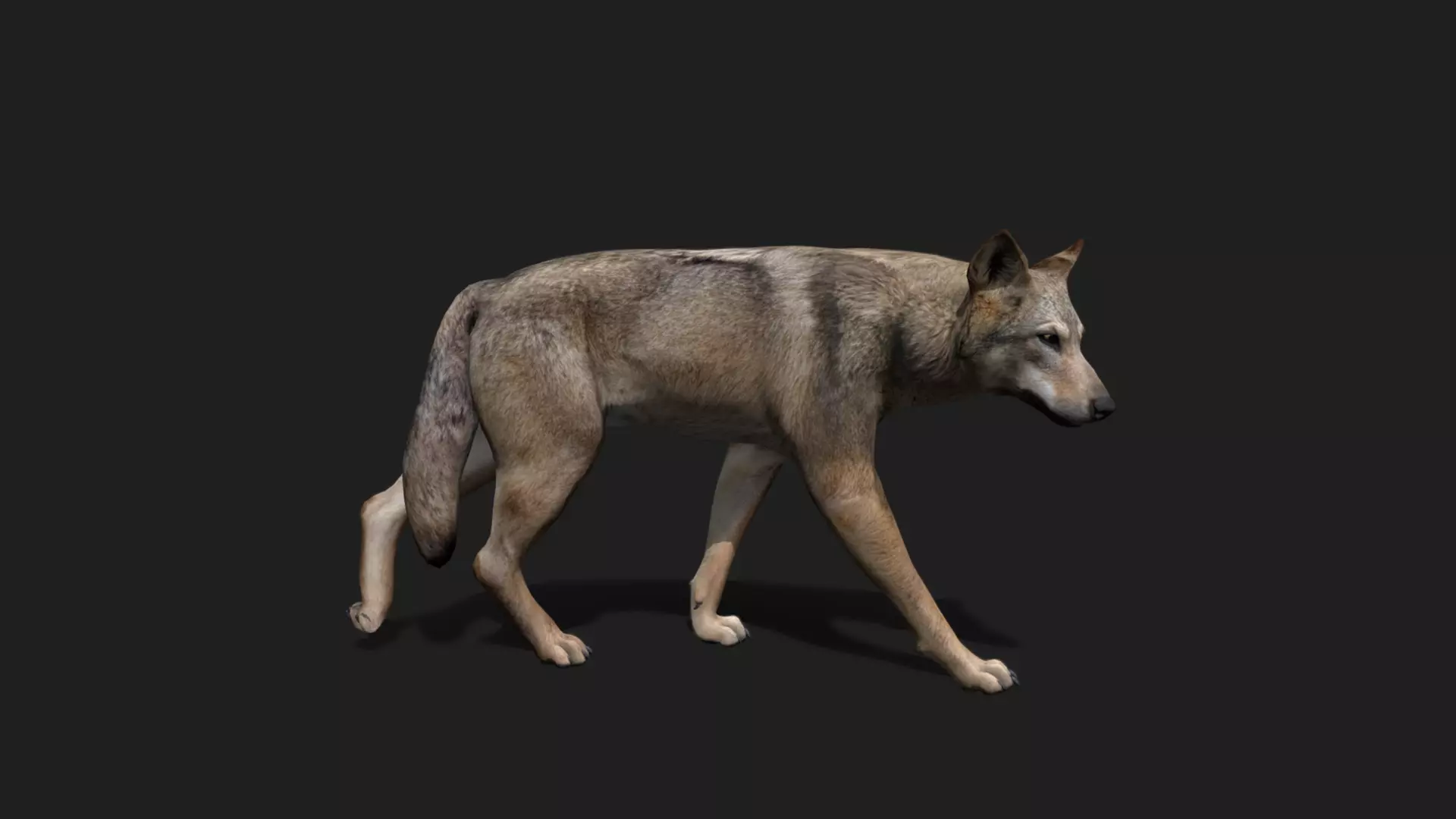 ULTIMATE 3D ANIMAL PACK - 70 percent OFF - All Models Included Low-poly 3D model_70