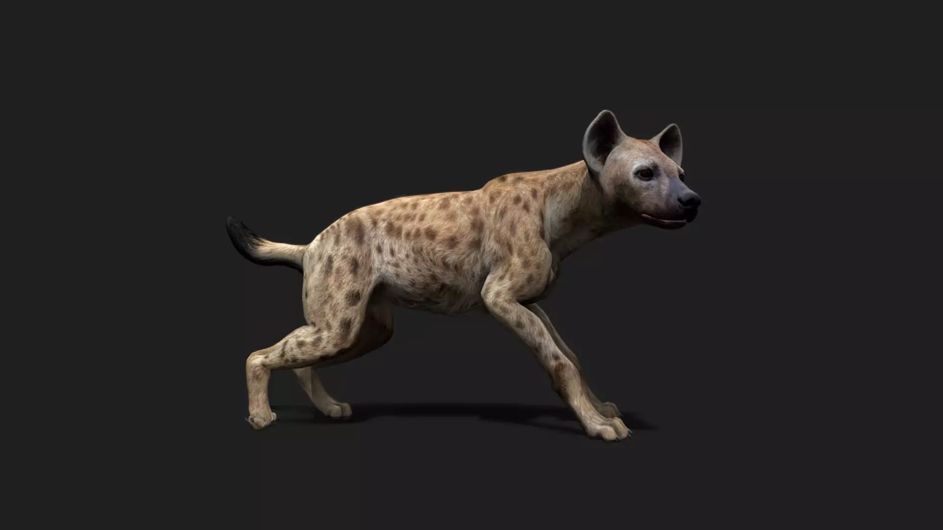 ULTIMATE 3D ANIMAL PACK - 70 percent OFF - All Models Included Low-poly 3D model_45