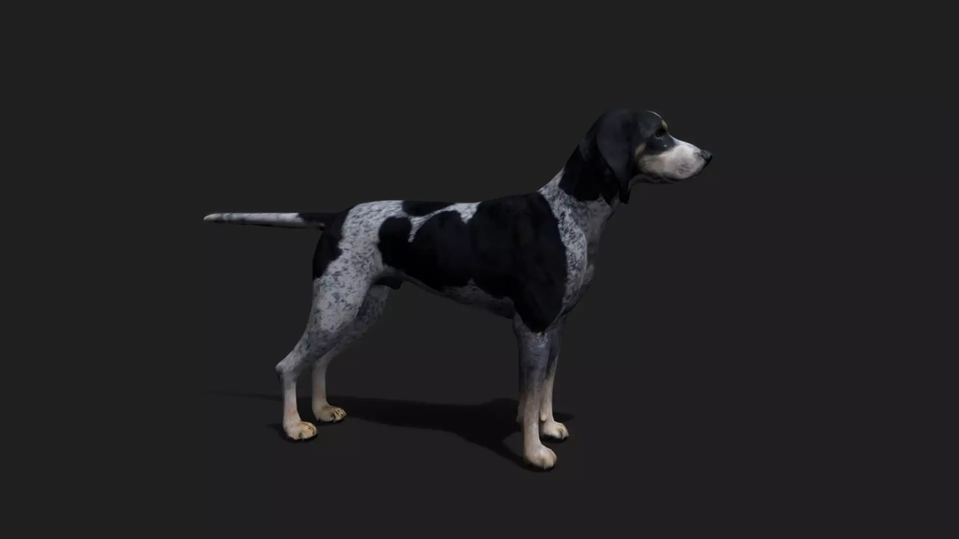 ULTIMATE 3D ANIMAL PACK - 70 percent OFF - All Models Included Low-poly 3D model_30