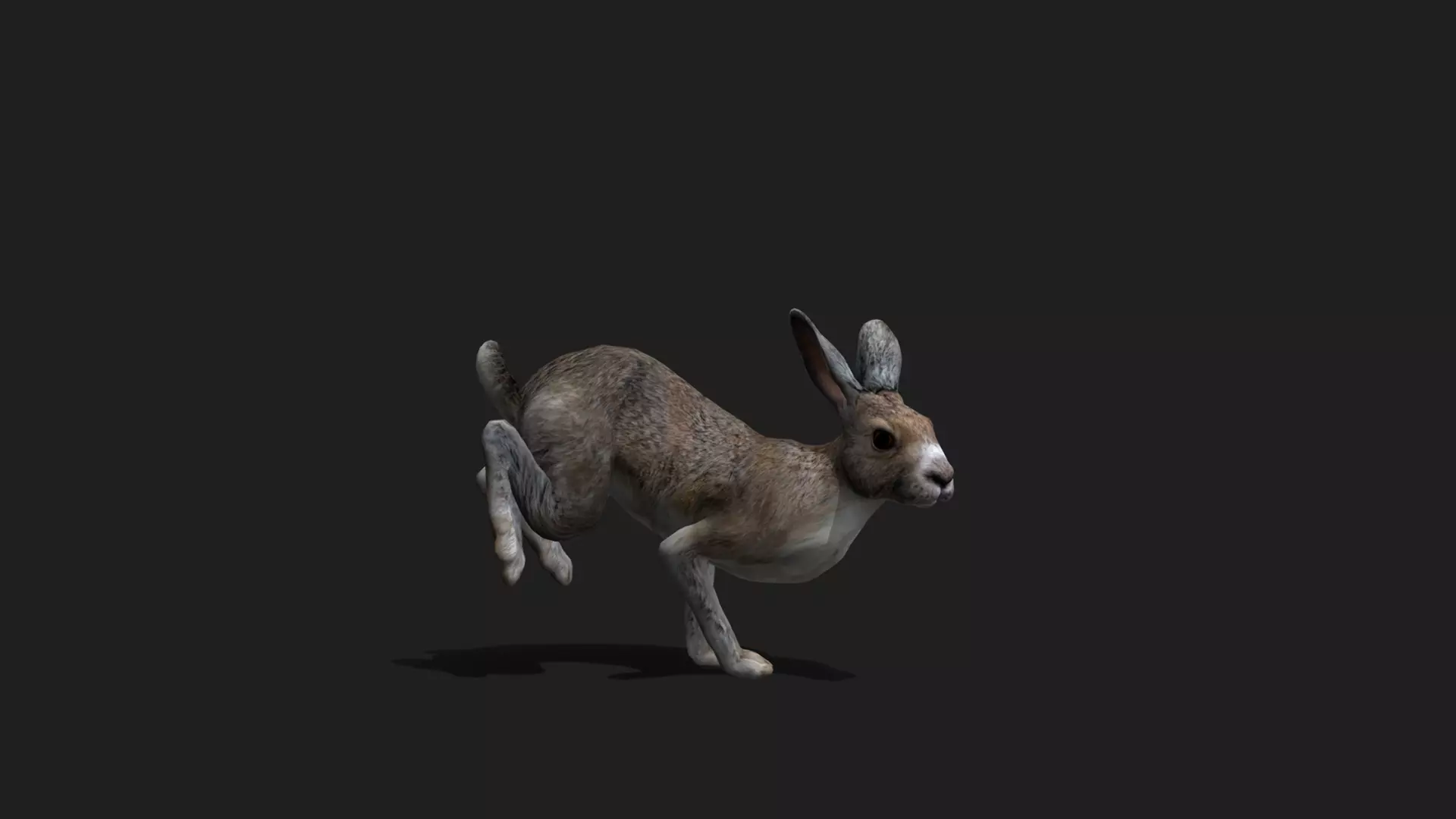 ULTIMATE 3D ANIMAL PACK - 70 percent OFF - All Models Included Low-poly 3D model_58