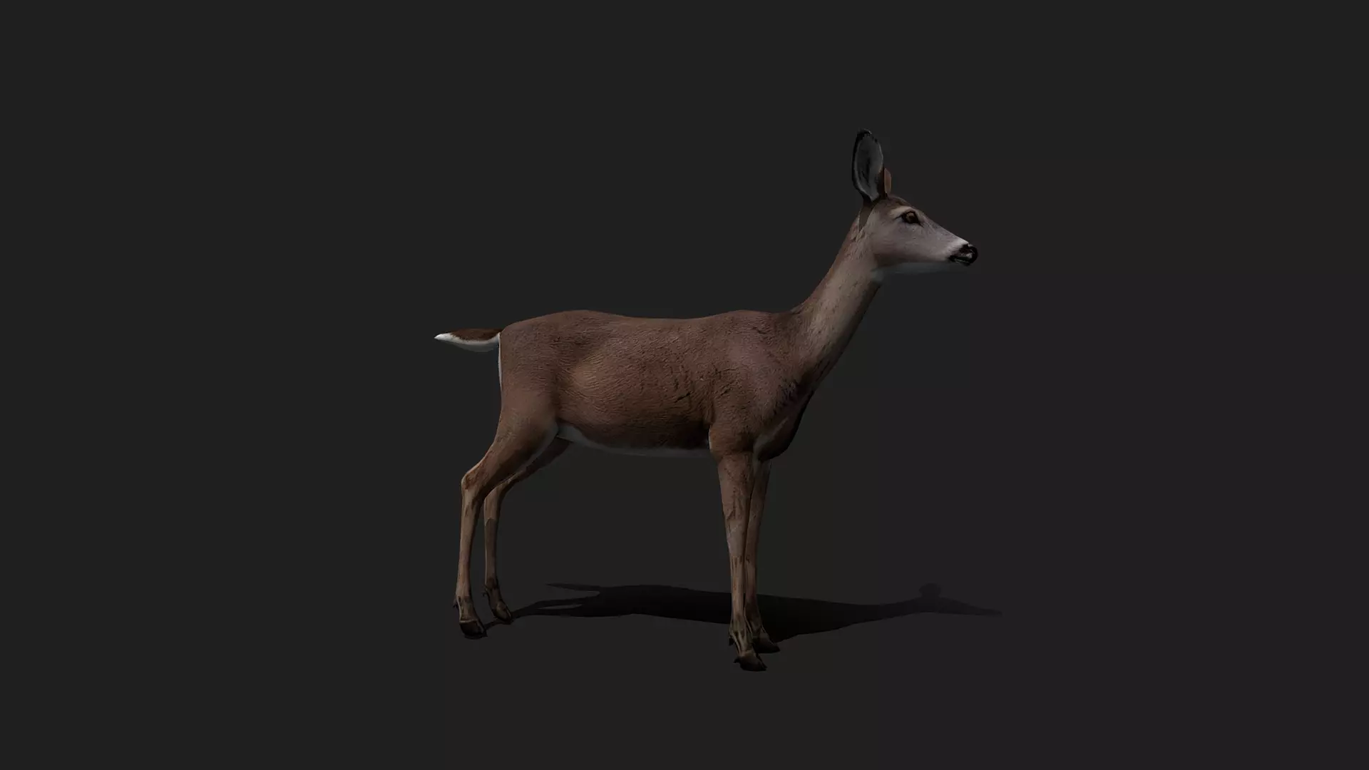 ULTIMATE 3D ANIMAL PACK - 70 percent OFF - All Models Included Low-poly 3D model_26