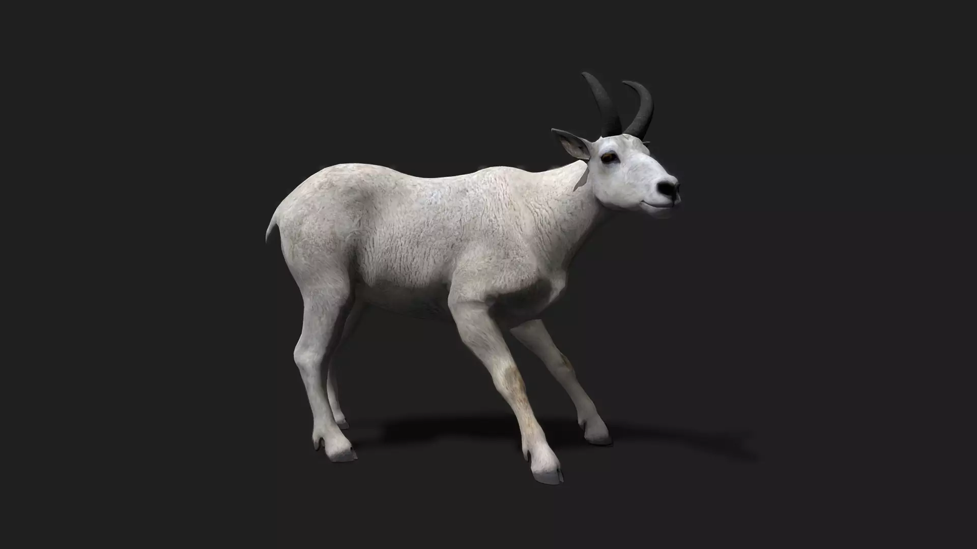 ULTIMATE 3D ANIMAL PACK - 70 percent OFF - All Models Included Low-poly 3D model_50