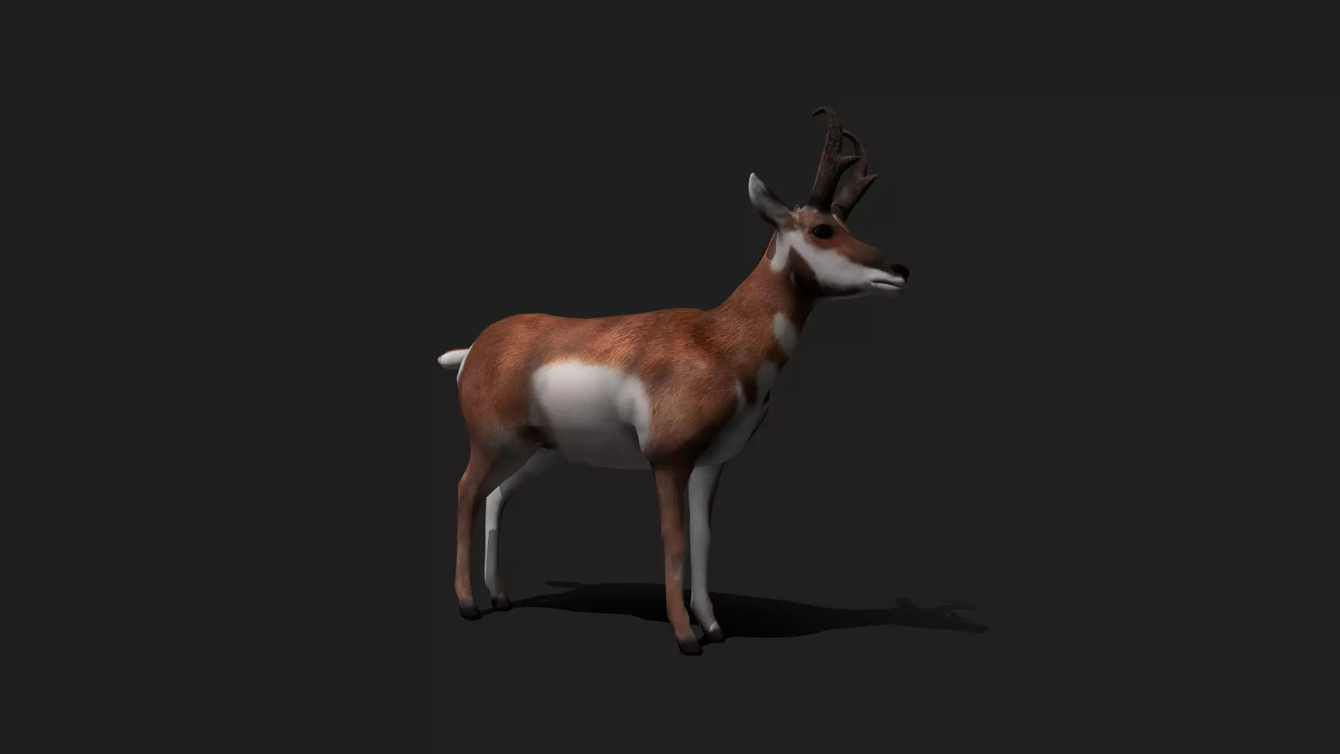 ULTIMATE 3D ANIMAL PACK - 70 percent OFF - All Models Included Low-poly 3D model_57