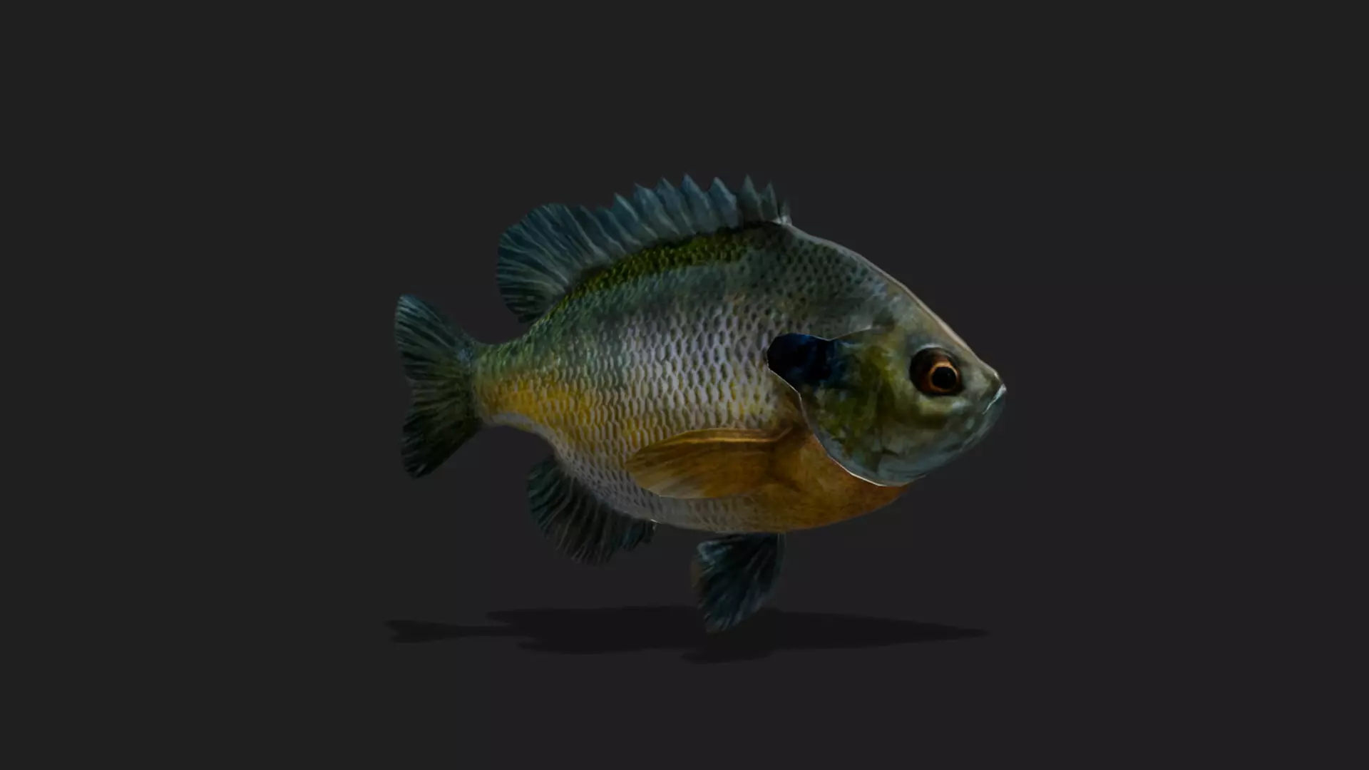 ULTIMATE 3D ANIMAL PACK - 70 percent OFF - All Models Included Low-poly 3D model_36