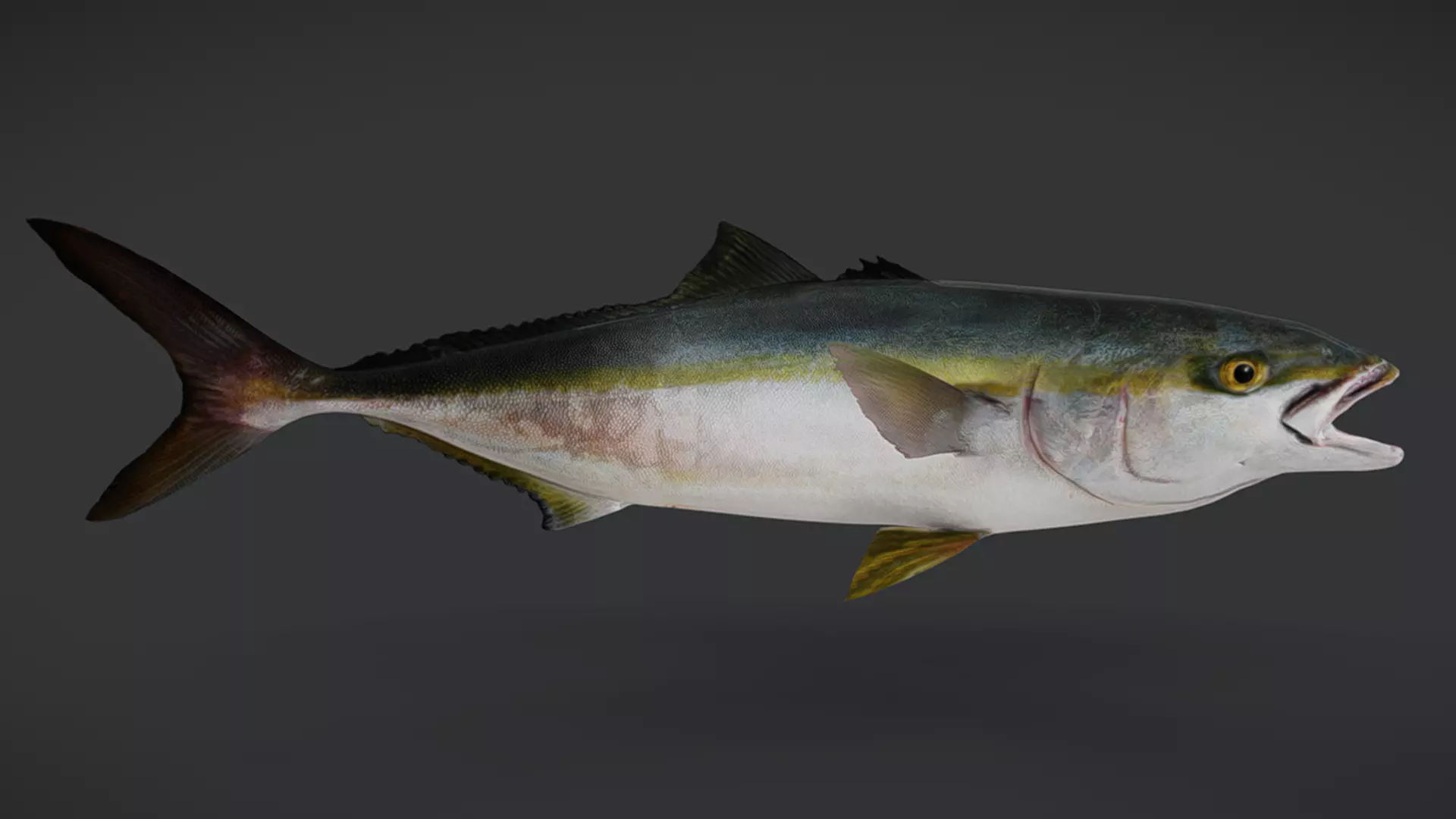 Predator Ocean Fish Collection 3D model_36