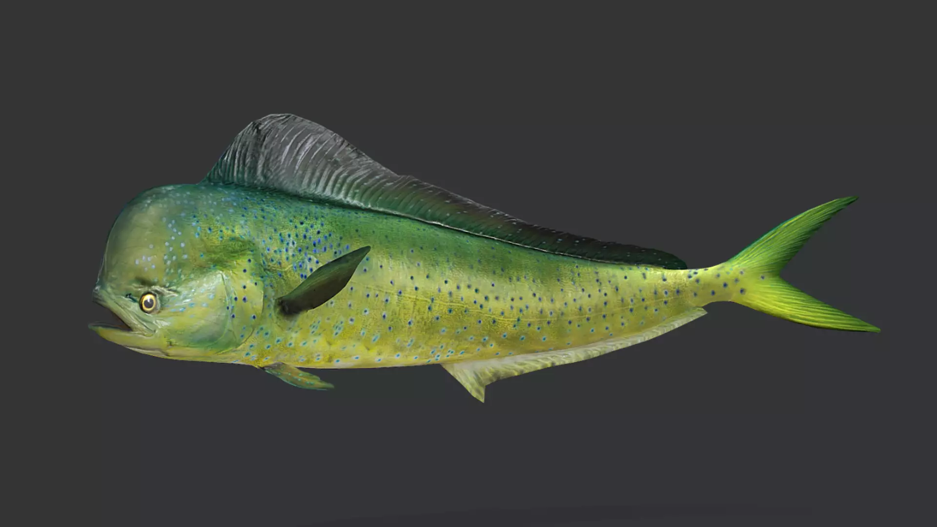 Predator Ocean Fish Collection 3D model_39