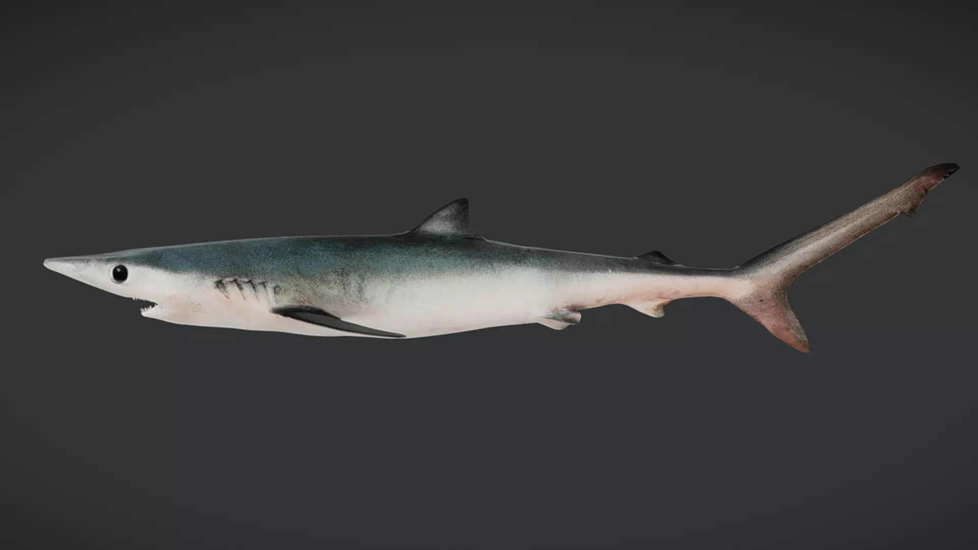 Predator Ocean Fish Collection 3D model_30