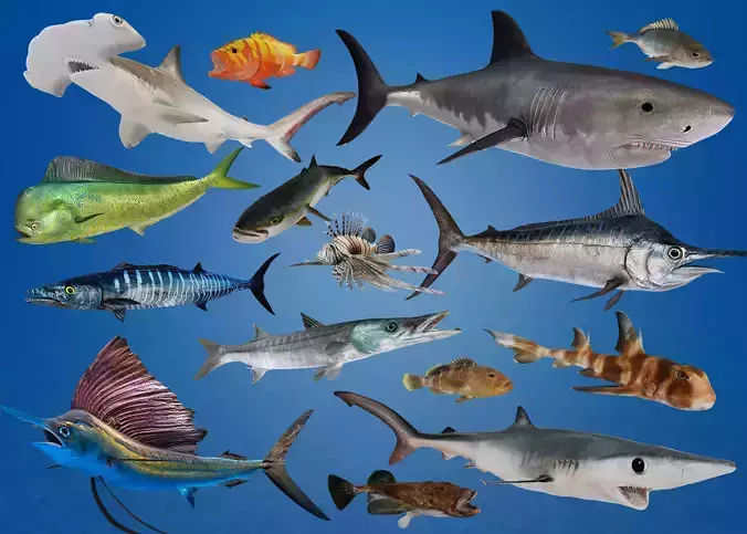 Predator Ocean Fish Collection 3D model