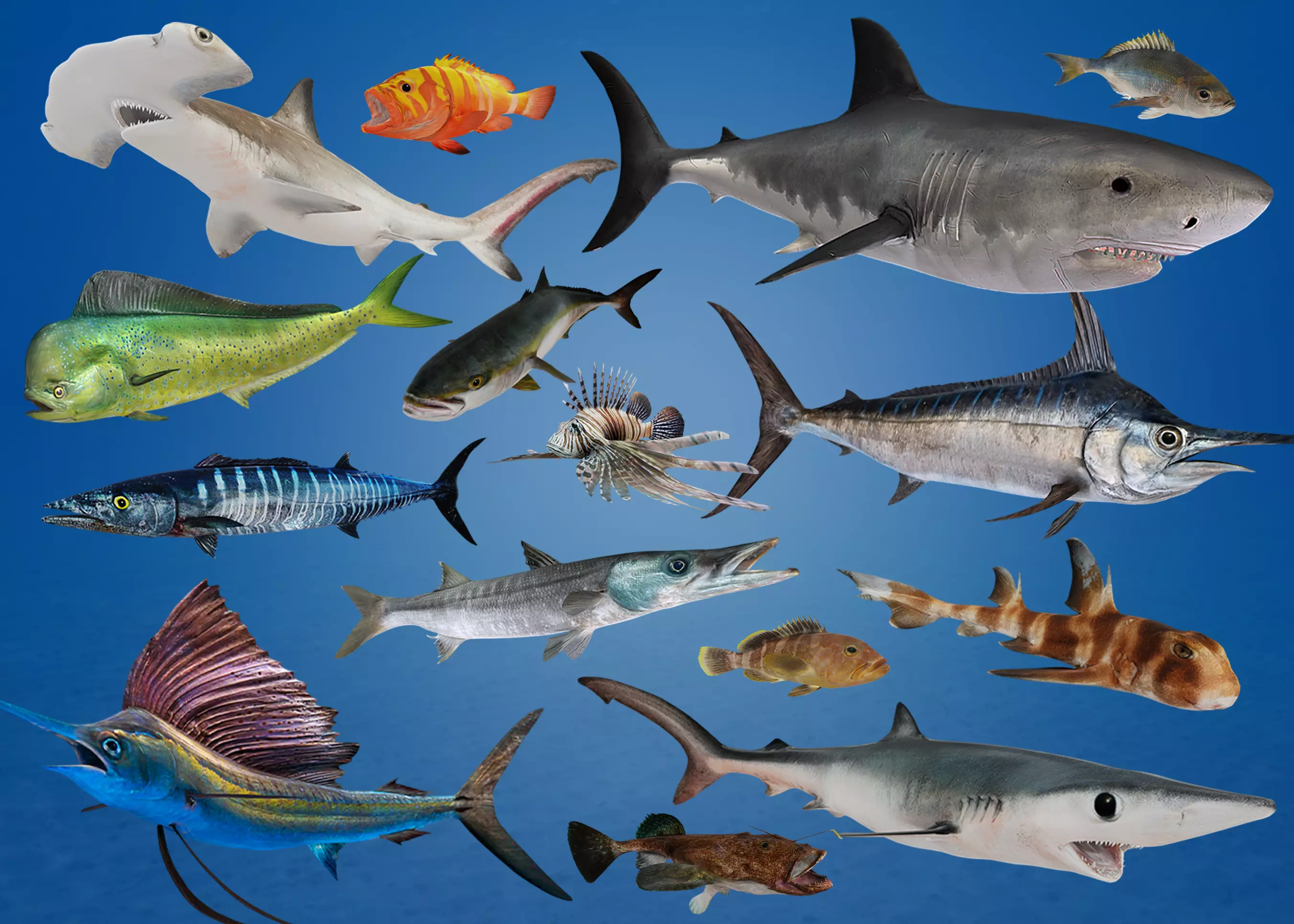 Predator Ocean Fish Collection 3D model_0