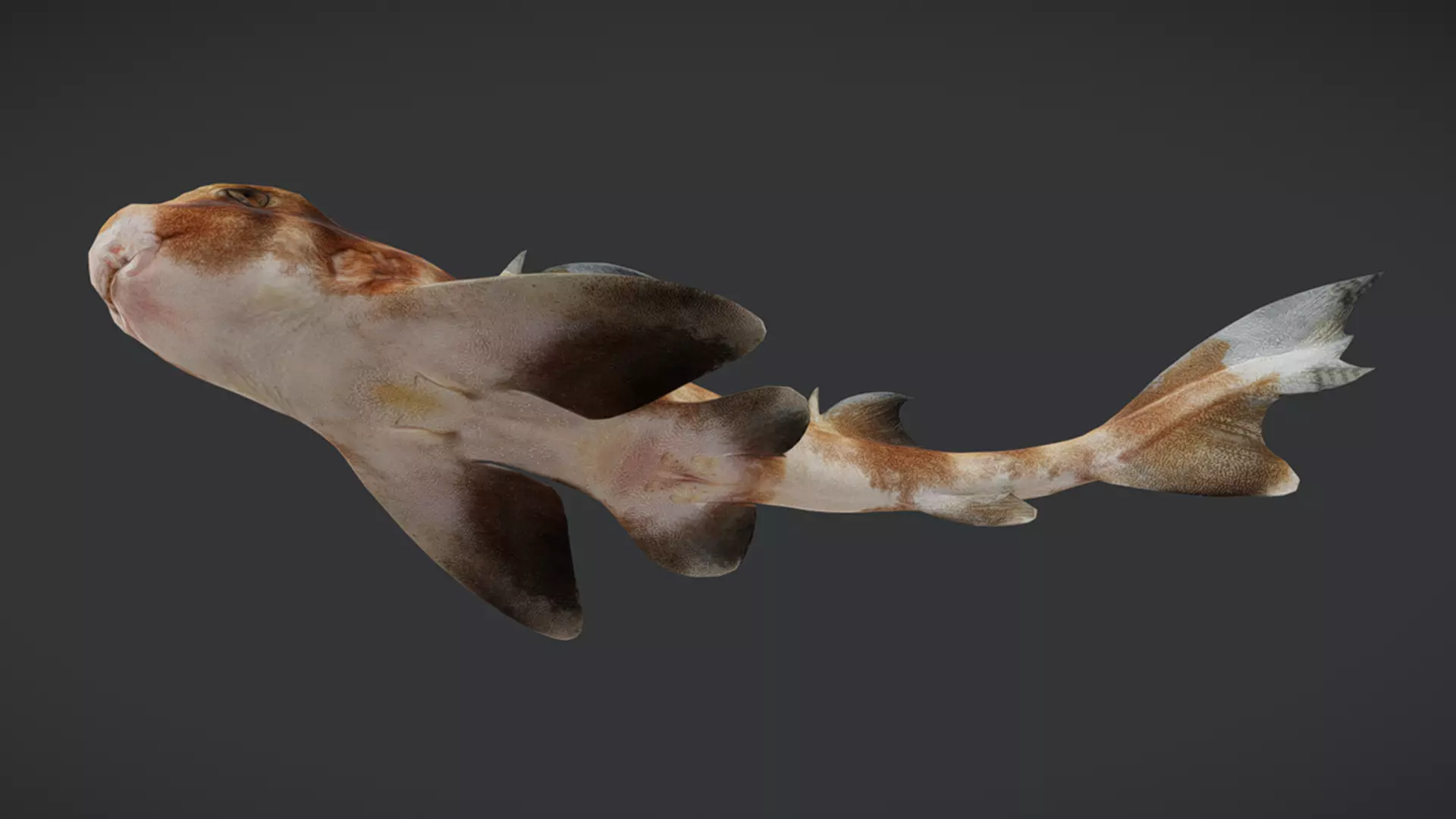 Predator Ocean Fish Collection 3D model_18