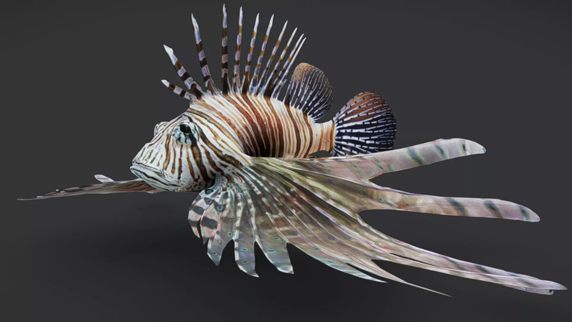 Predator Ocean Fish Collection 3D model_20