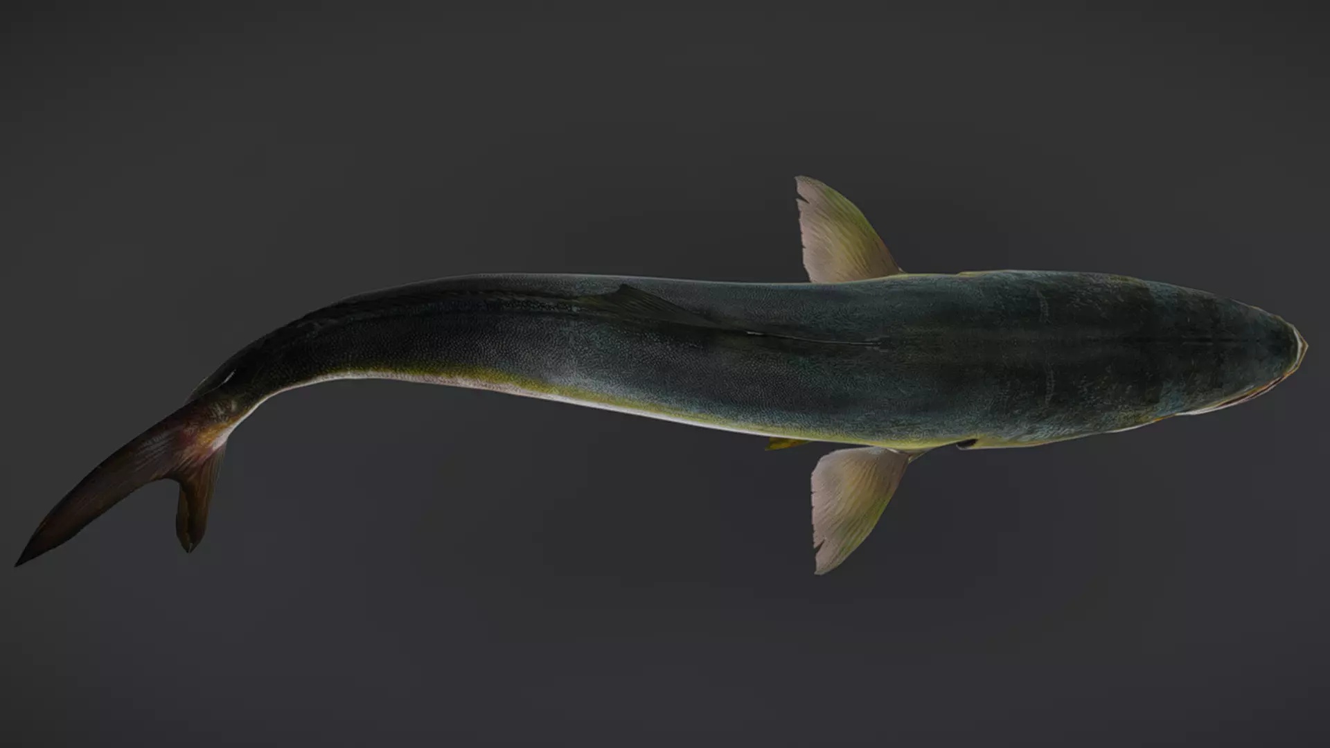 Predator Ocean Fish Collection 3D model_38