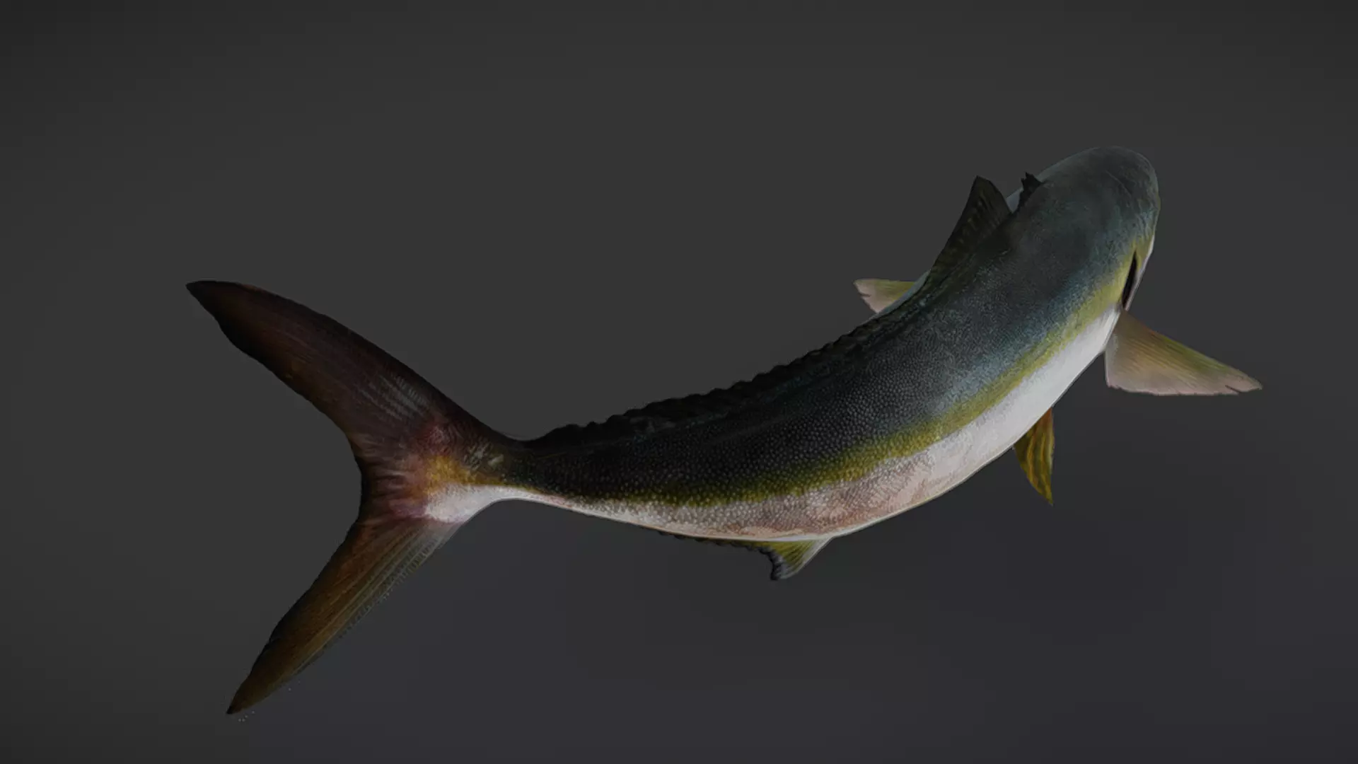 Predator Ocean Fish Collection 3D model_37