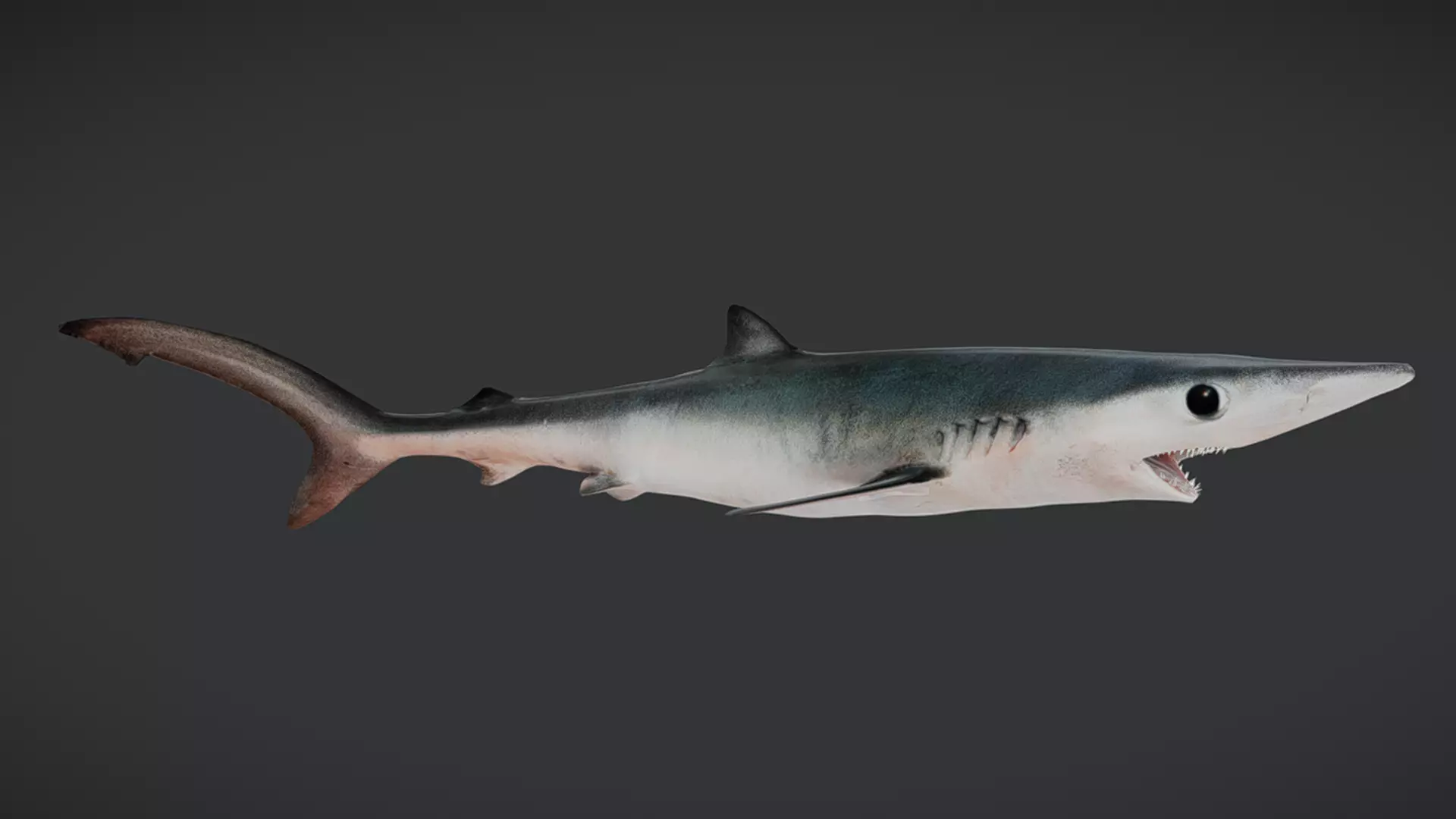 Predator Ocean Fish Collection 3D model_32