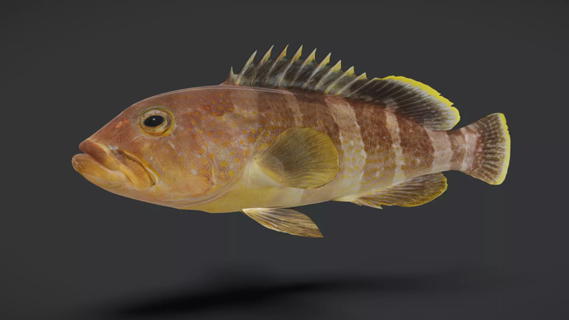 Predator Ocean Fish Collection 3D model_41