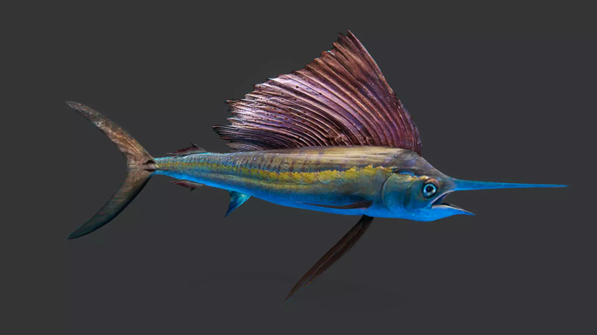 Predator Ocean Fish Collection 3D model_45