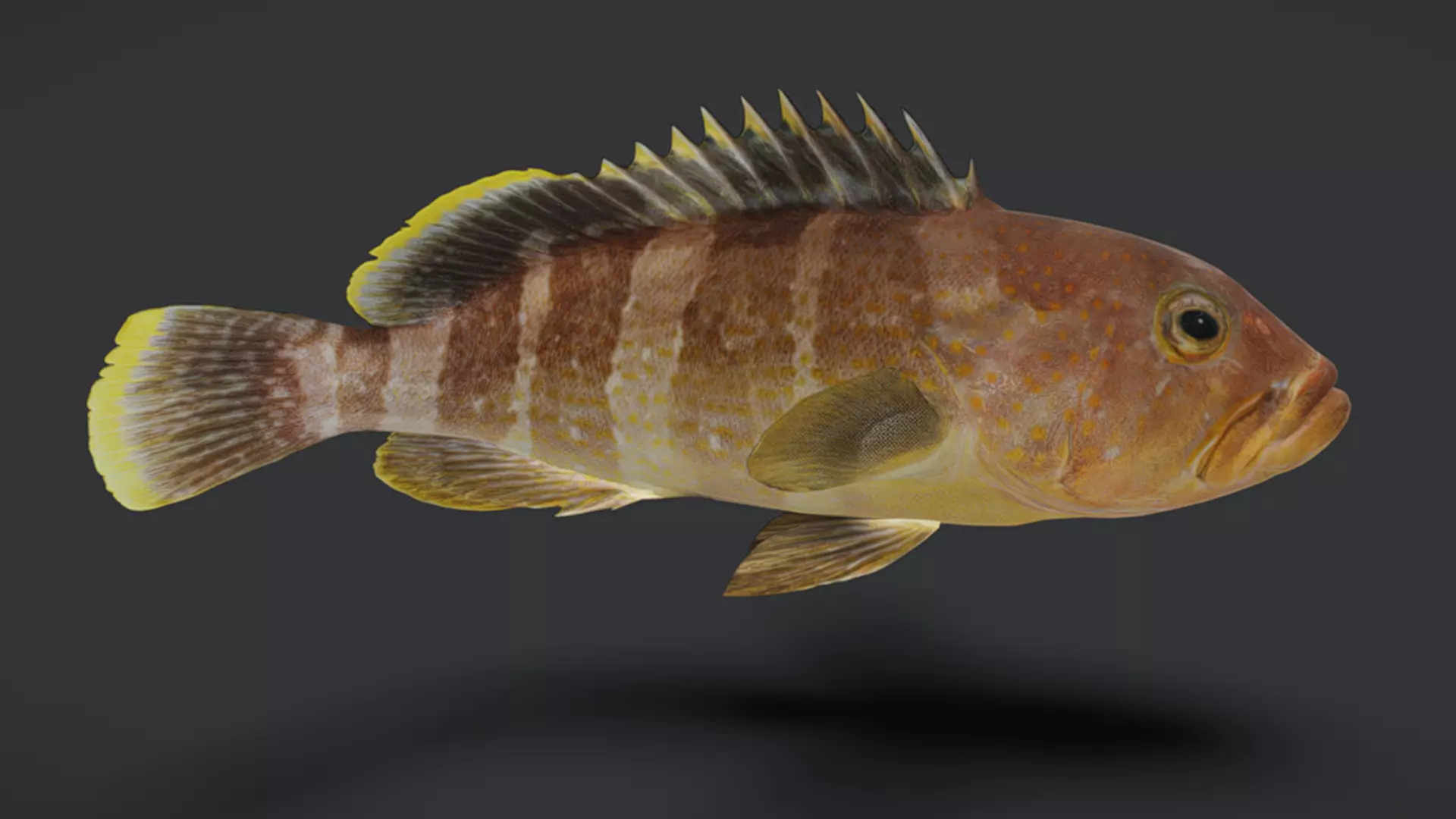 Predator Ocean Fish Collection 3D model_43