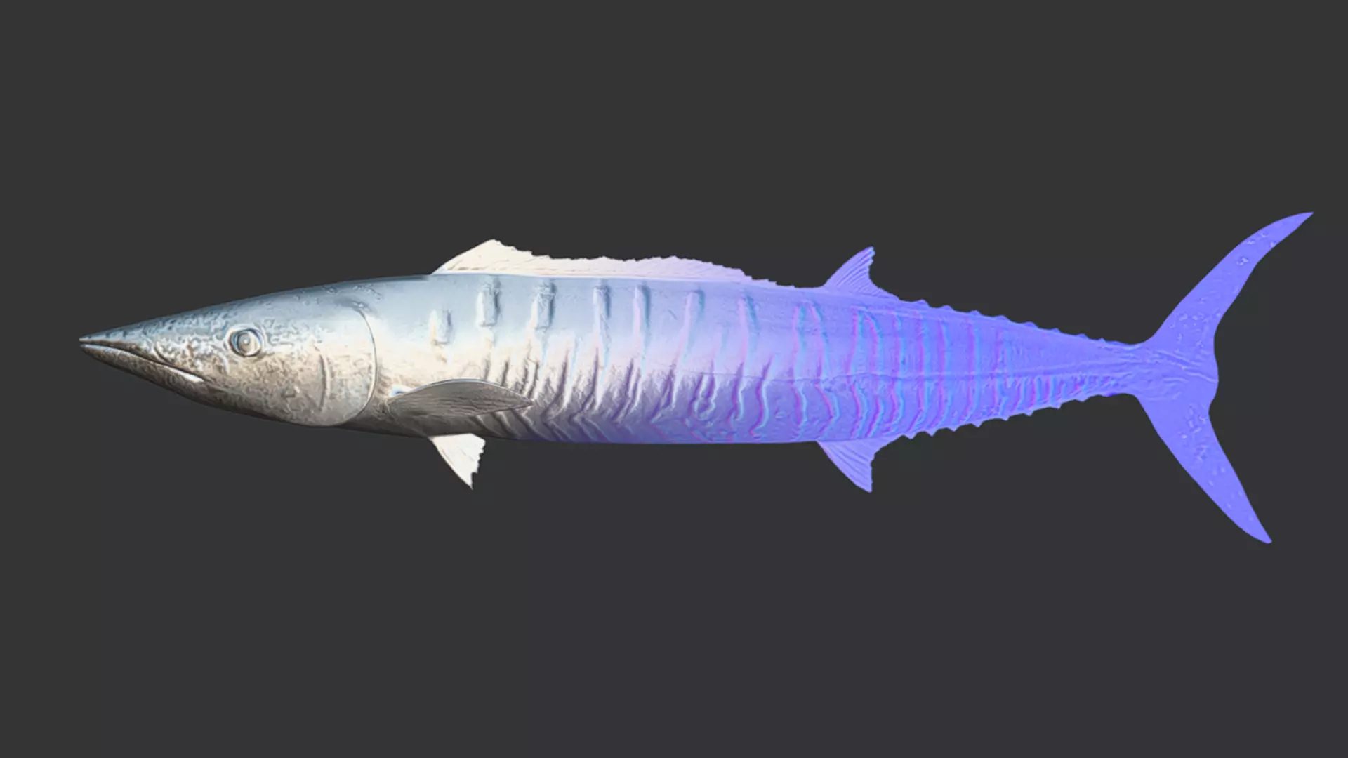 Predator Ocean Fish Collection 3D model_48