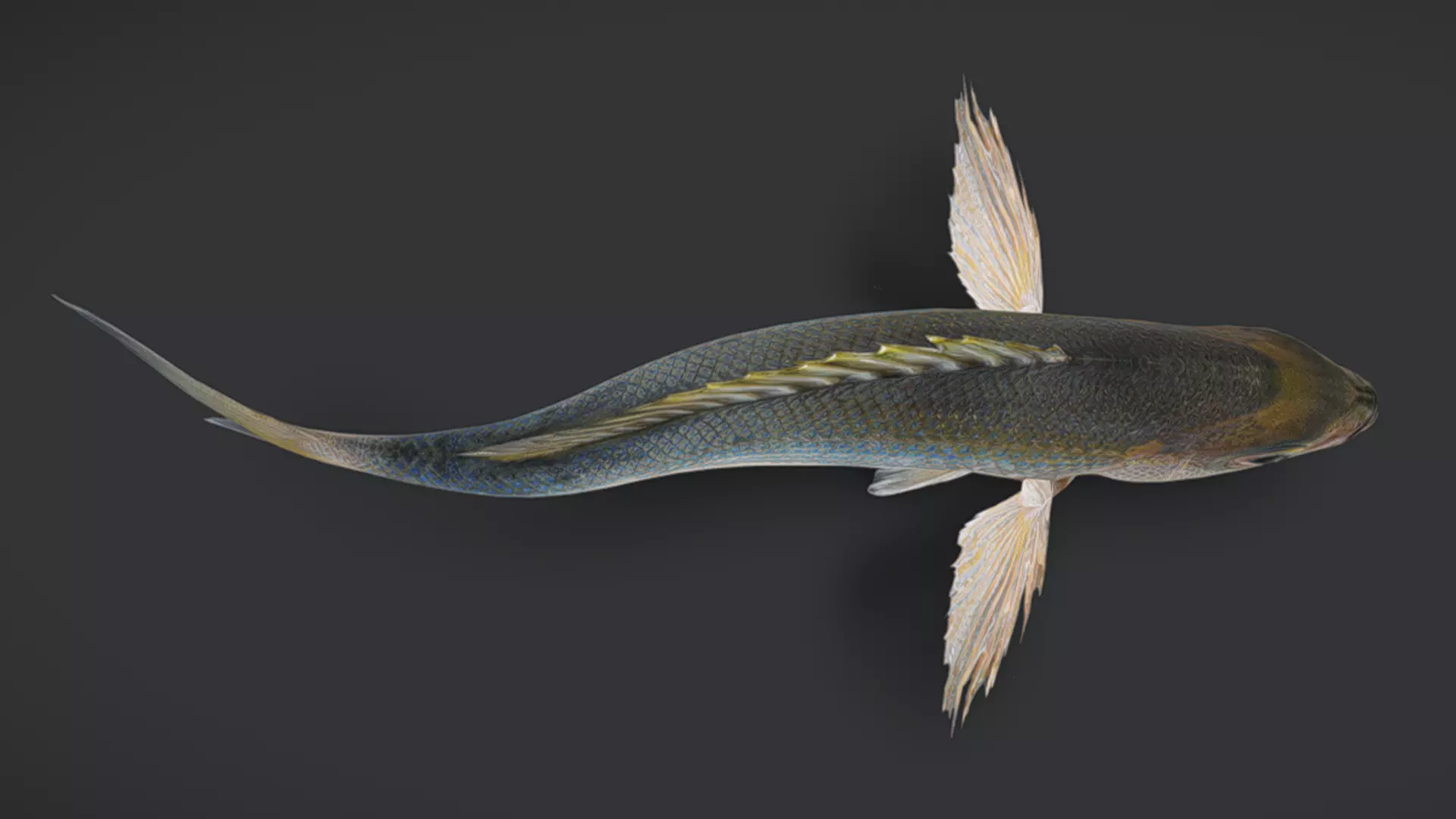 Predator Ocean Fish Collection 3D model_35