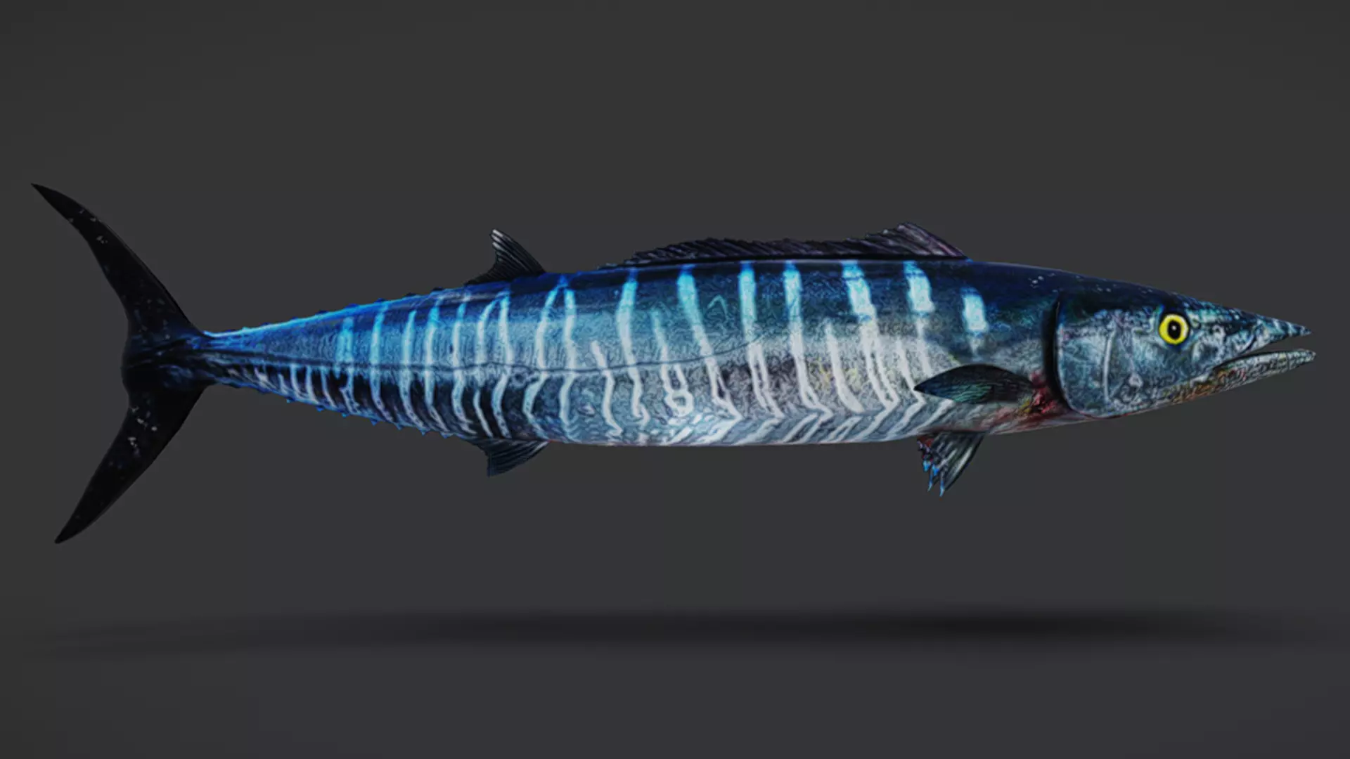 Predator Ocean Fish Collection 3D model_47