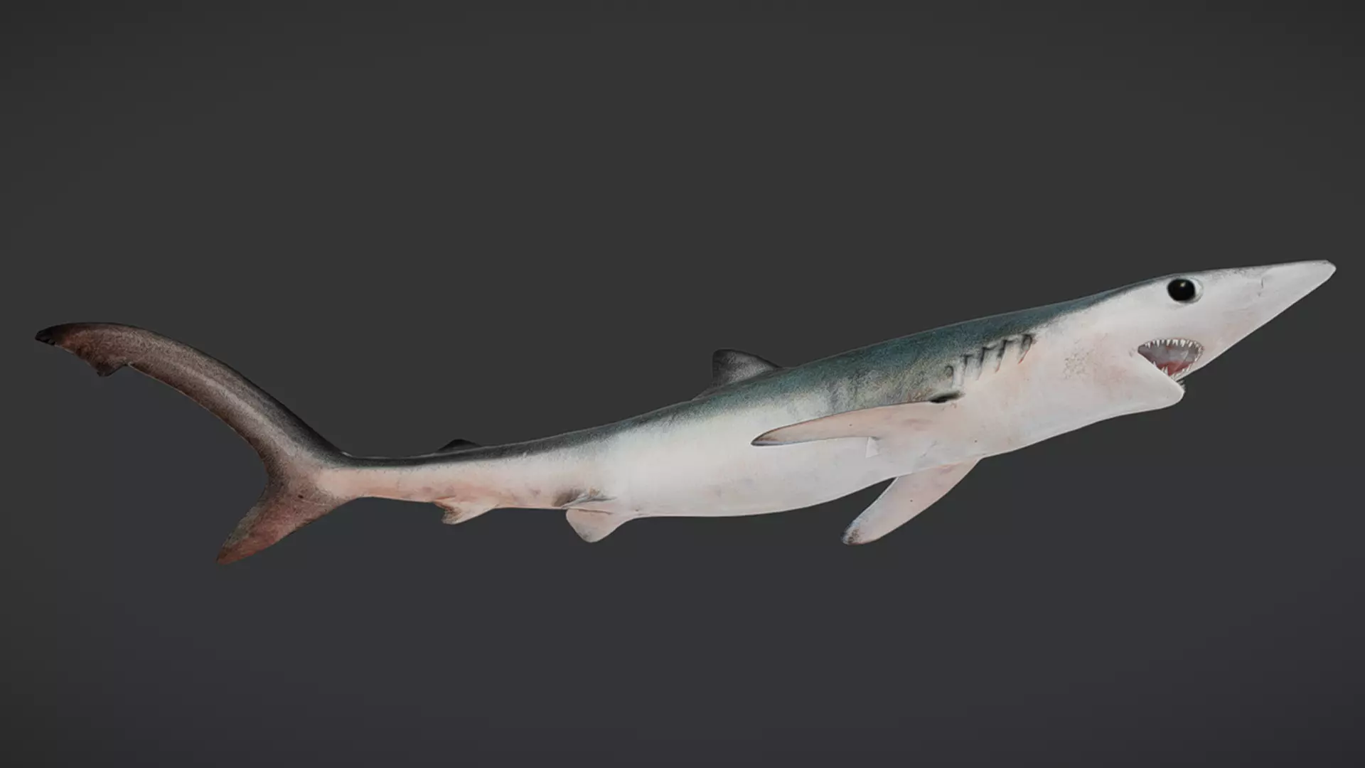 Predator Ocean Fish Collection 3D model_31