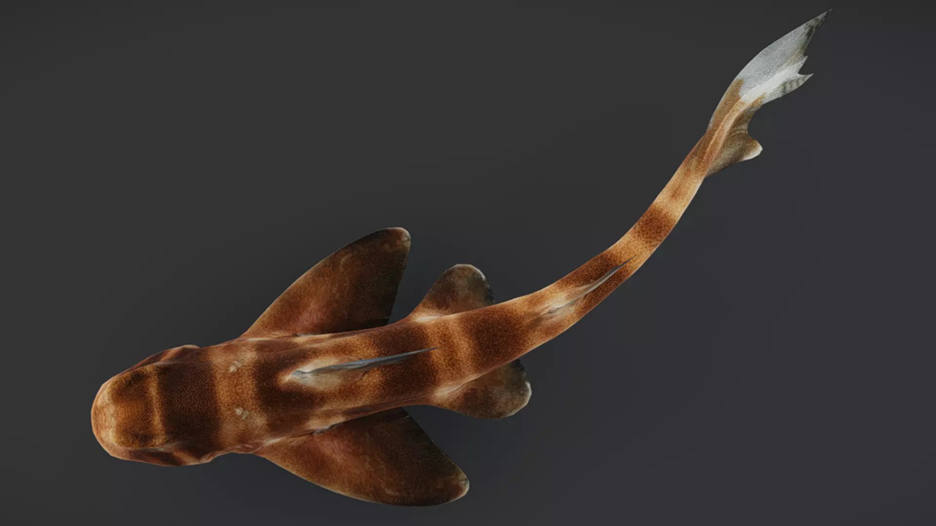 Predator Ocean Fish Collection 3D model_17