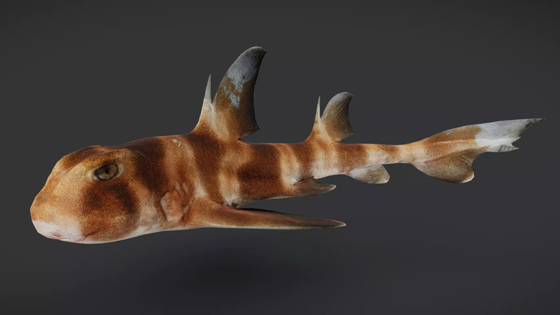 Predator Ocean Fish Collection 3D model_16
