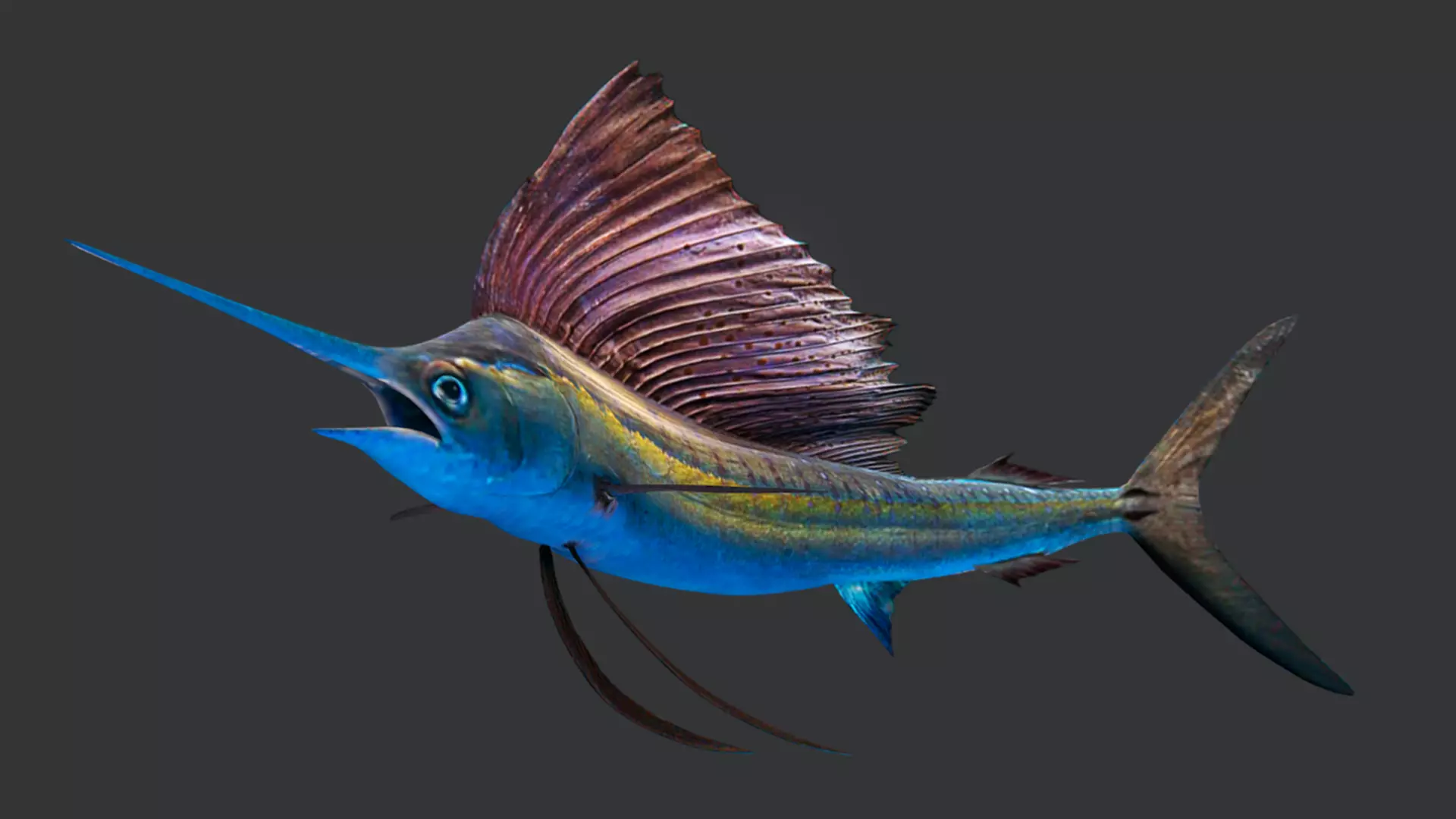 Predator Ocean Fish Collection 3D model_44