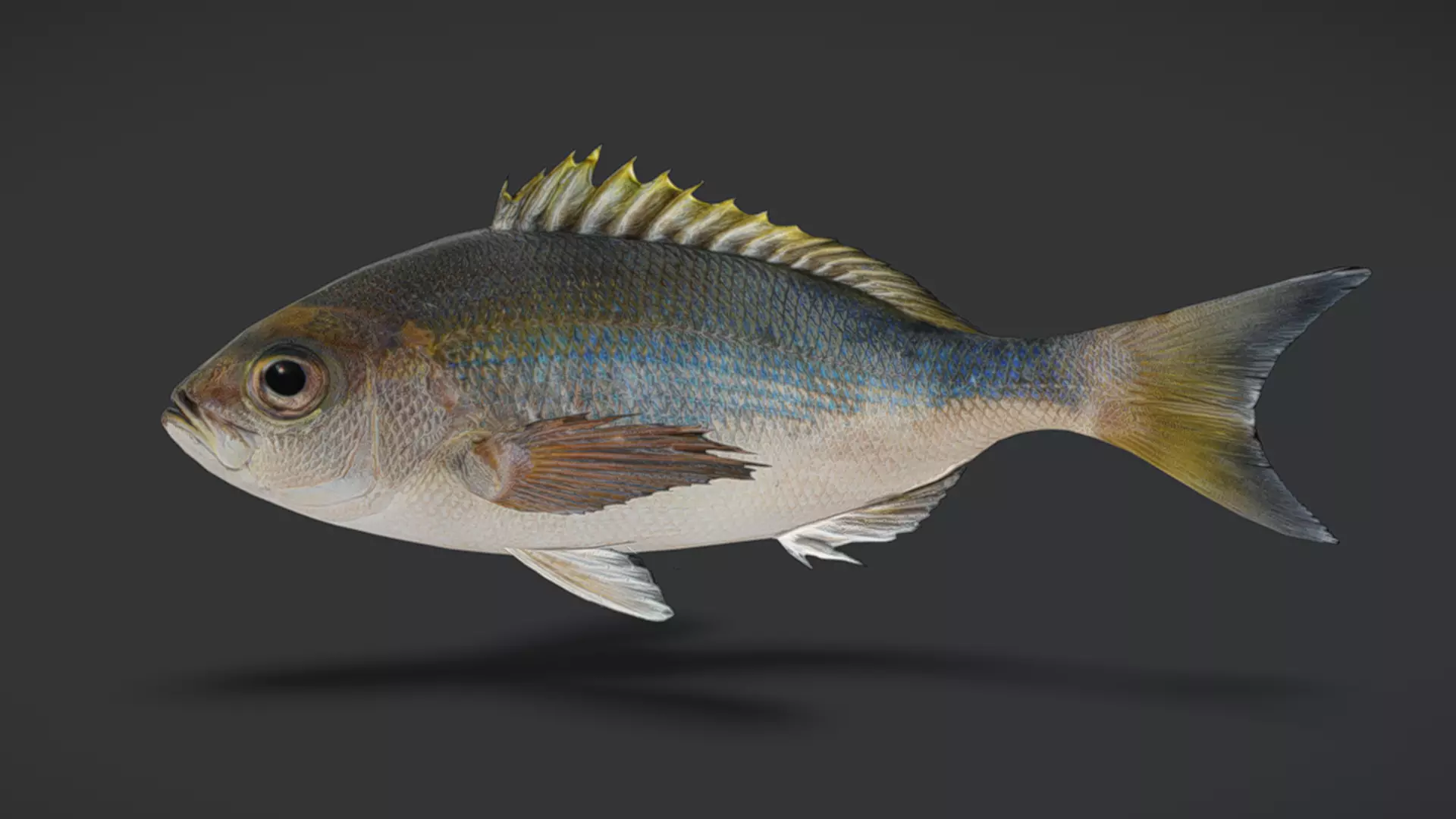 Predator Ocean Fish Collection 3D model_33