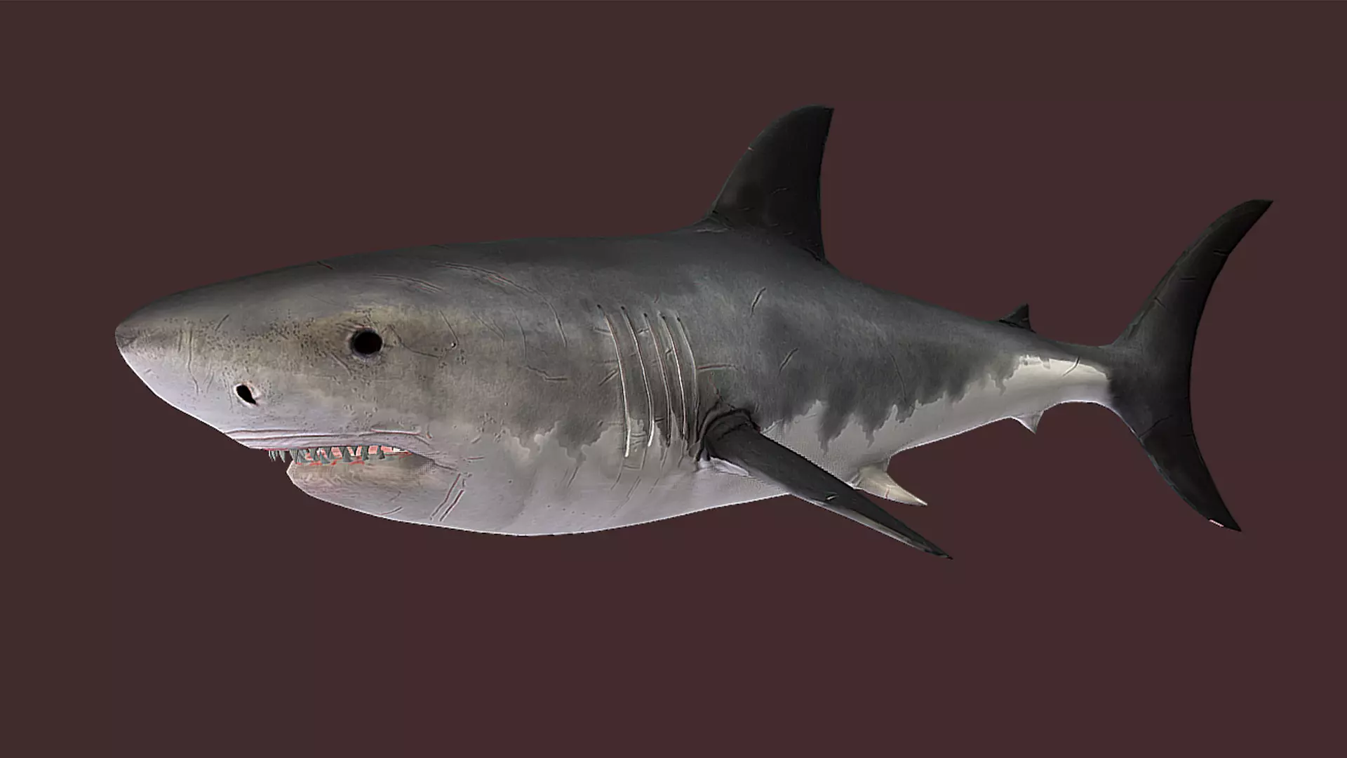 Predator Ocean Fish Collection 3D model_49