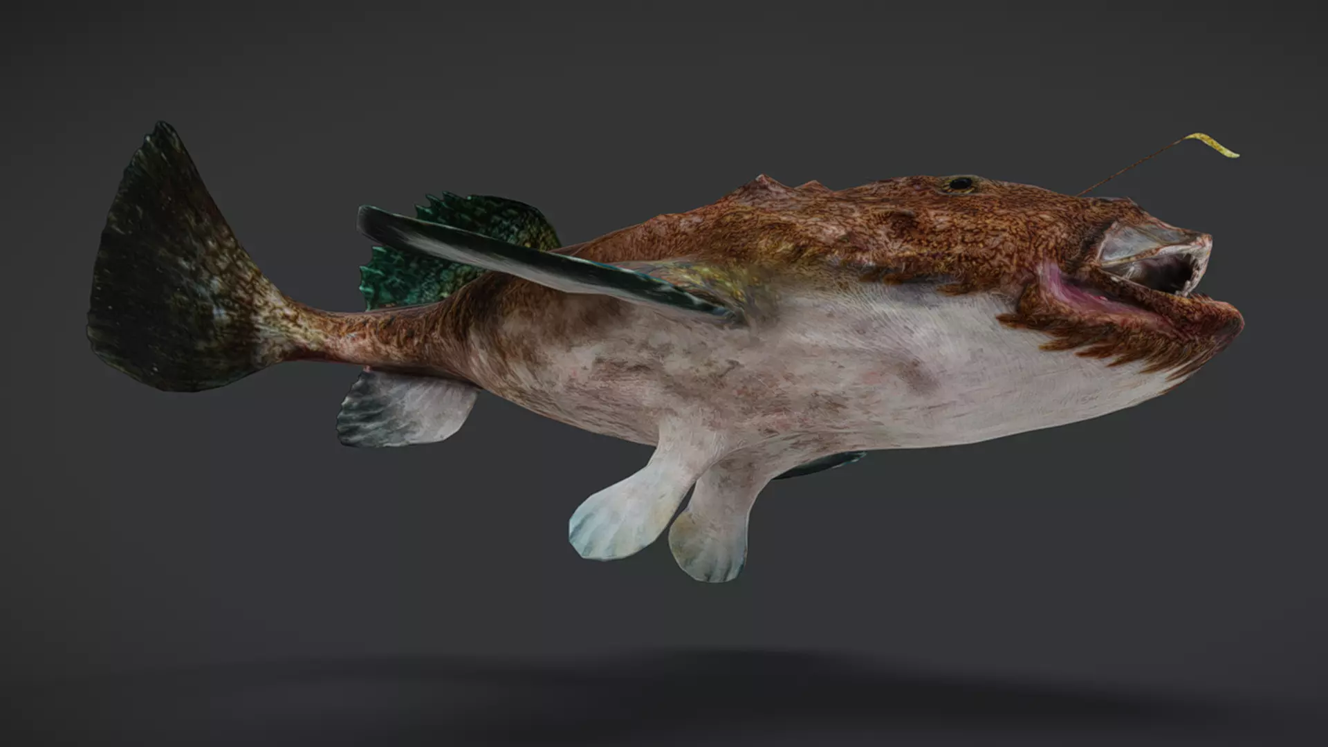 Predator Ocean Fish Collection 3D model_23