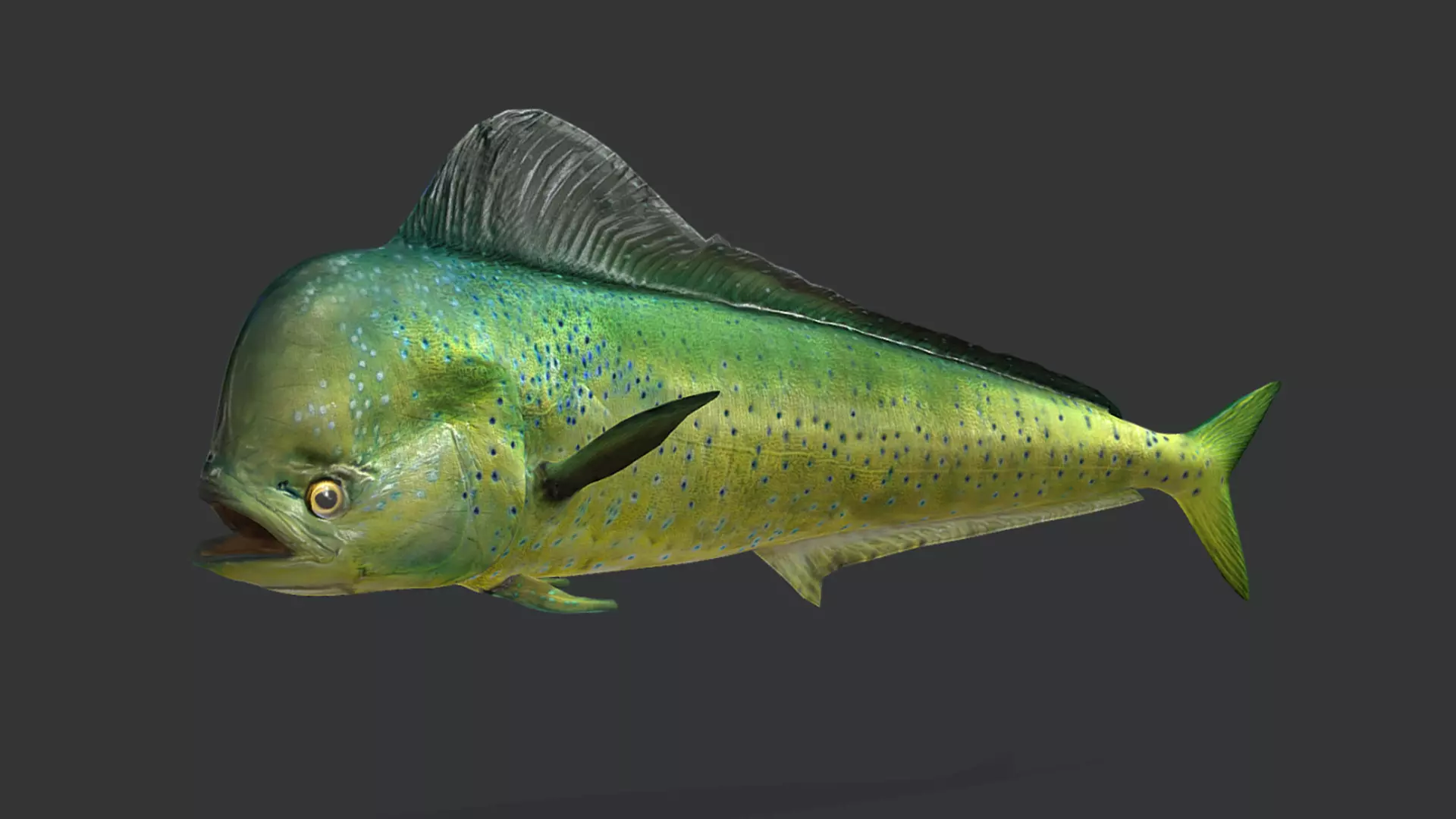 Predator Ocean Fish Collection 3D model_40