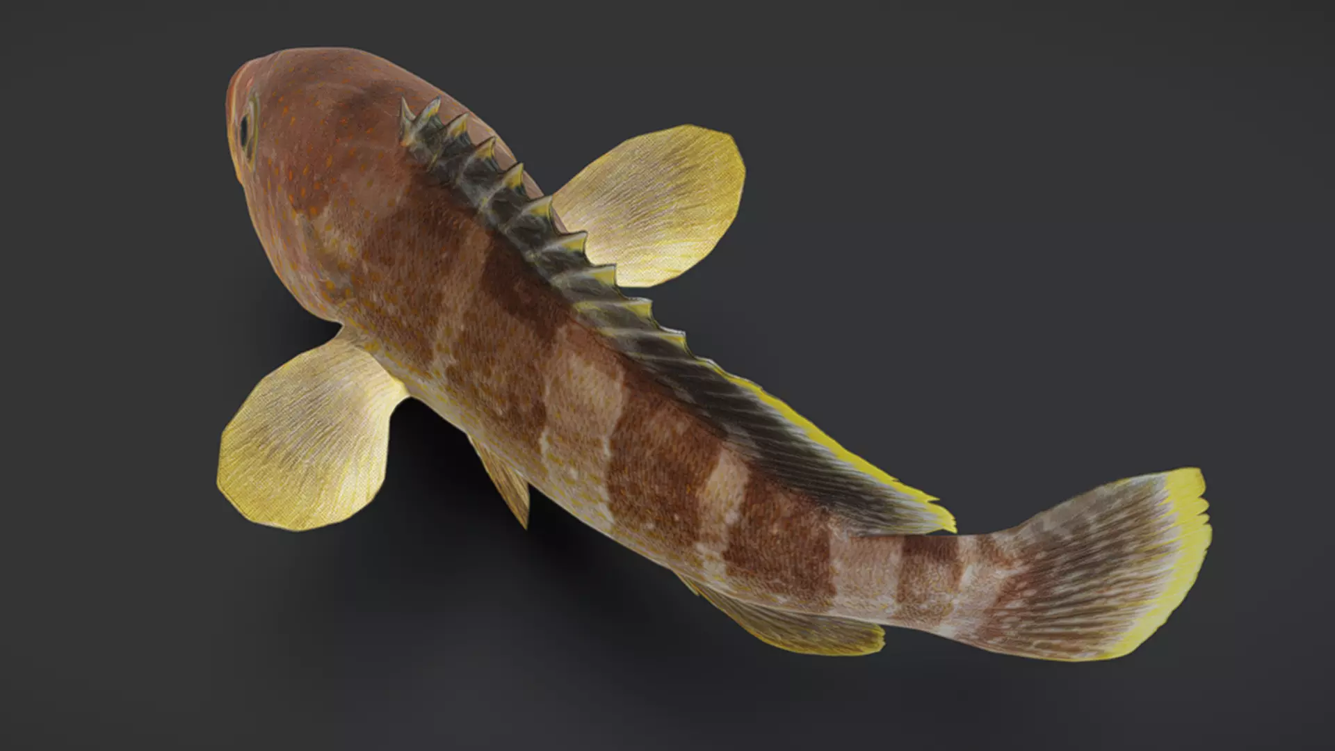 Predator Ocean Fish Collection 3D model_42