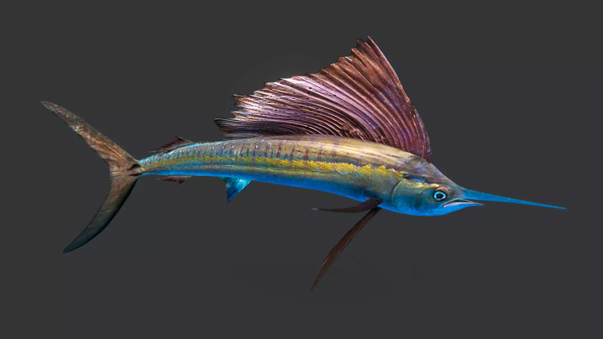 Predator Ocean Fish Collection 3D model_46