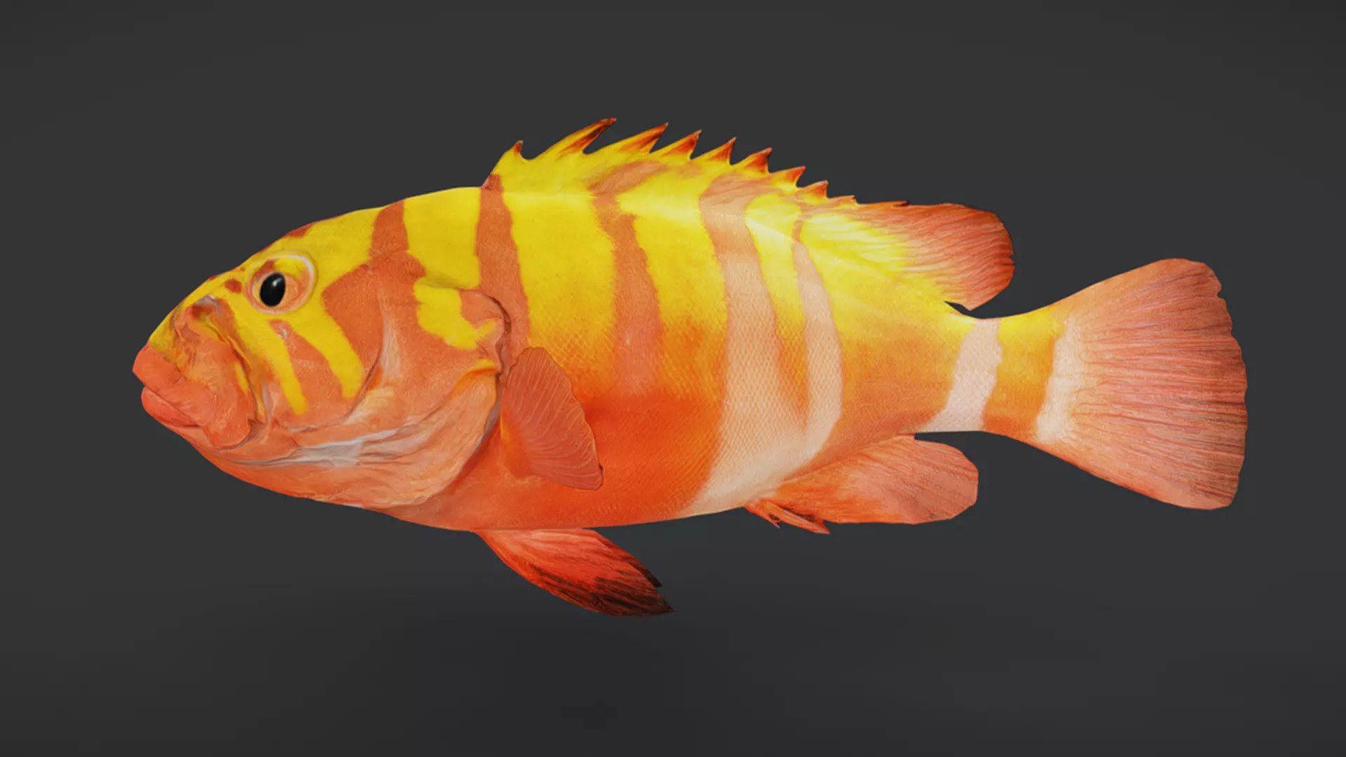 Predator Ocean Fish Collection 3D model_26