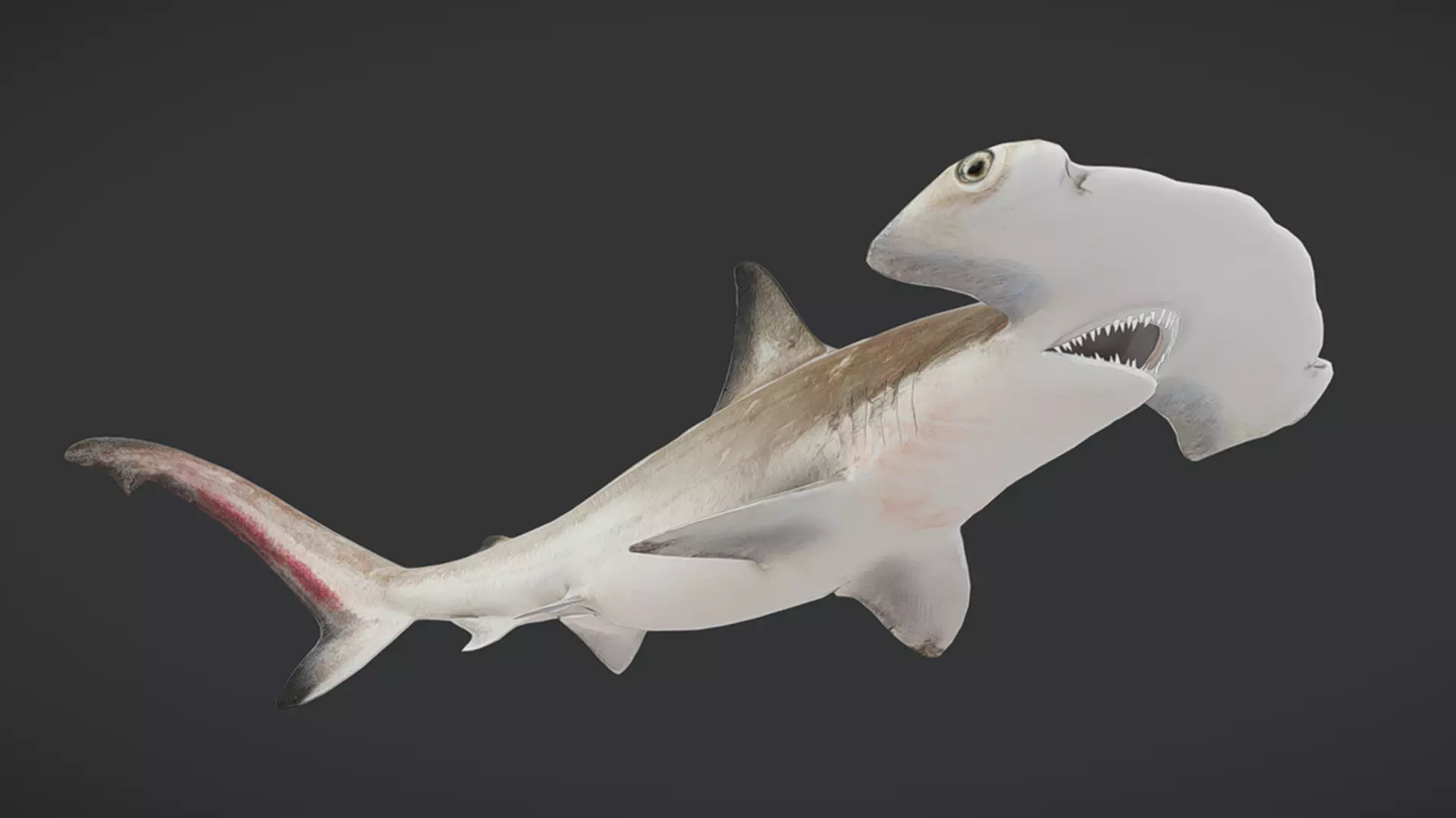 Predator Ocean Fish Collection 3D model_15