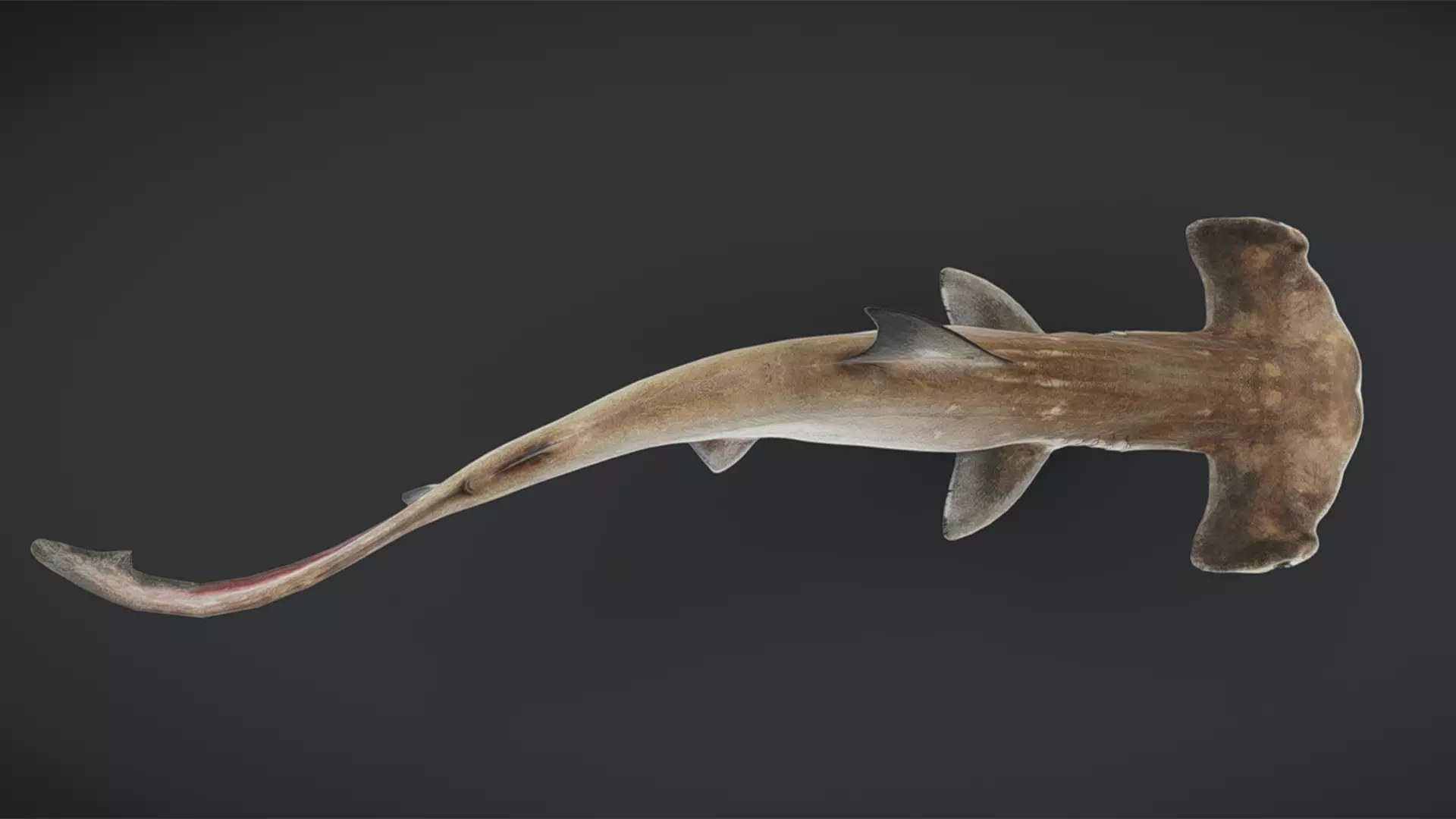 Predator Ocean Fish Collection 3D model_14
