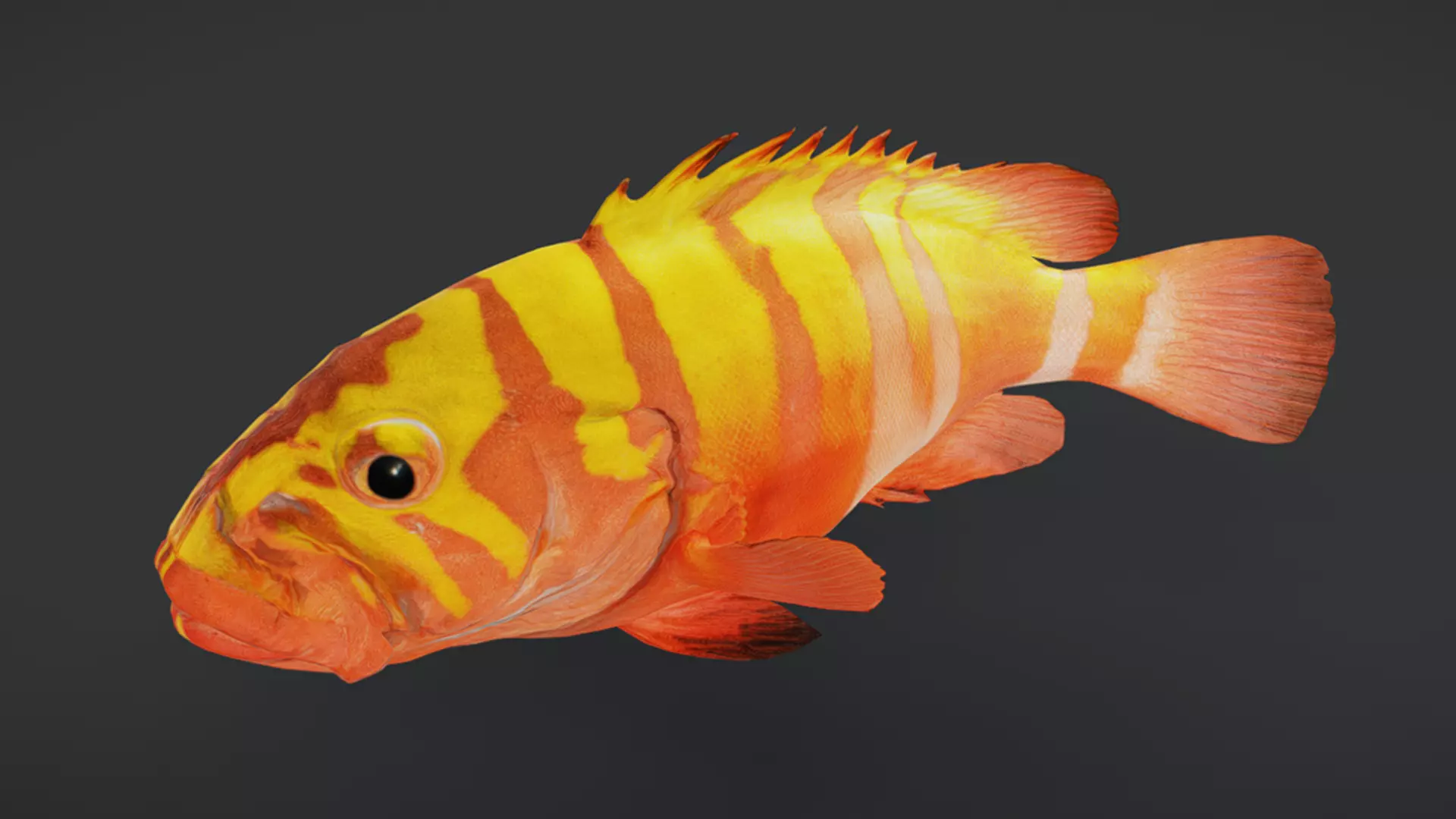 Predator Ocean Fish Collection 3D model_27