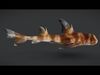 Predator Ocean Fish Collection 3D model_4