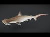Predator Ocean Fish Collection 3D model_2