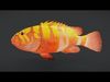 Predator Ocean Fish Collection 3D model_3