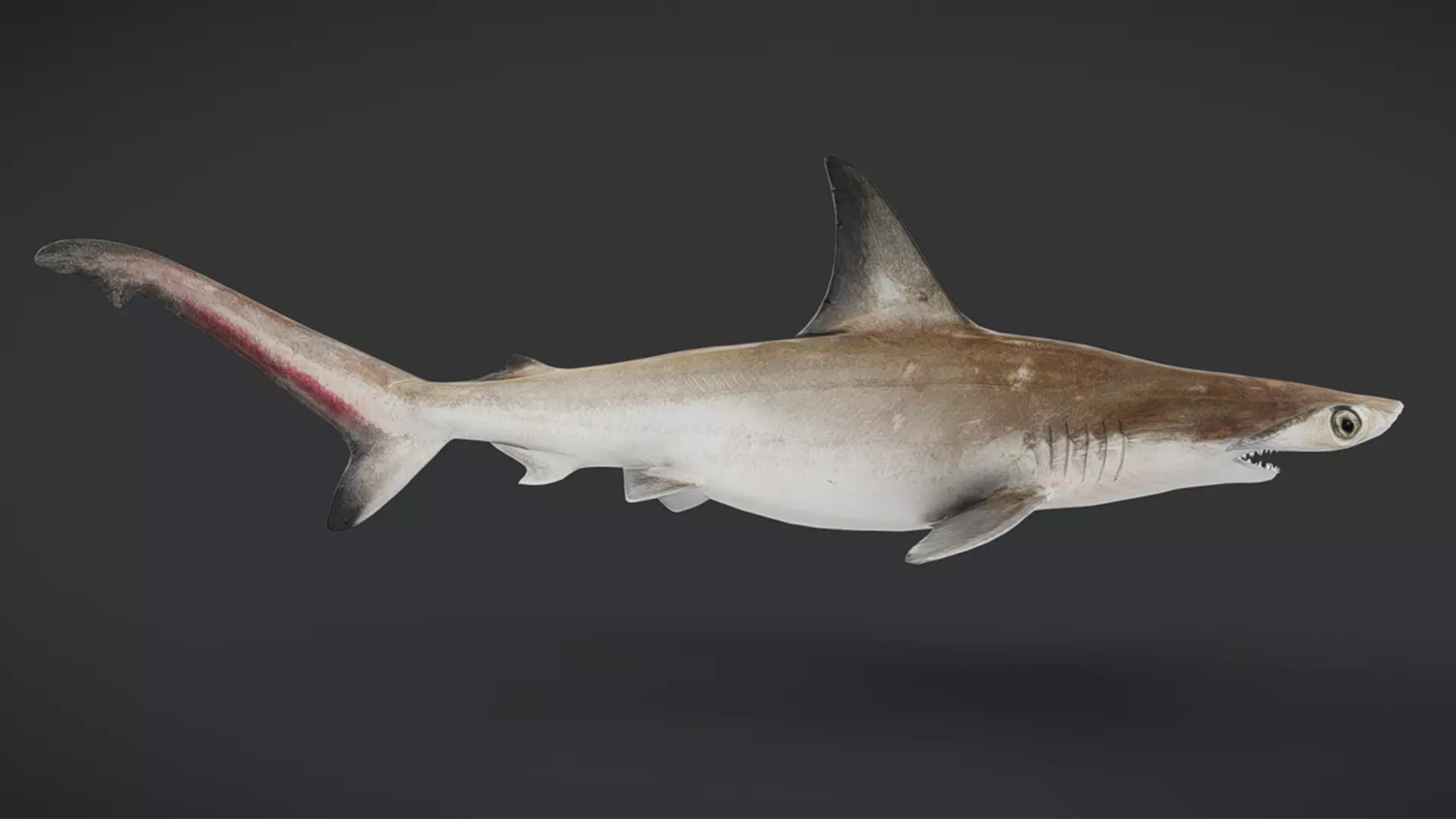 Predator Ocean Fish Collection 3D model_13