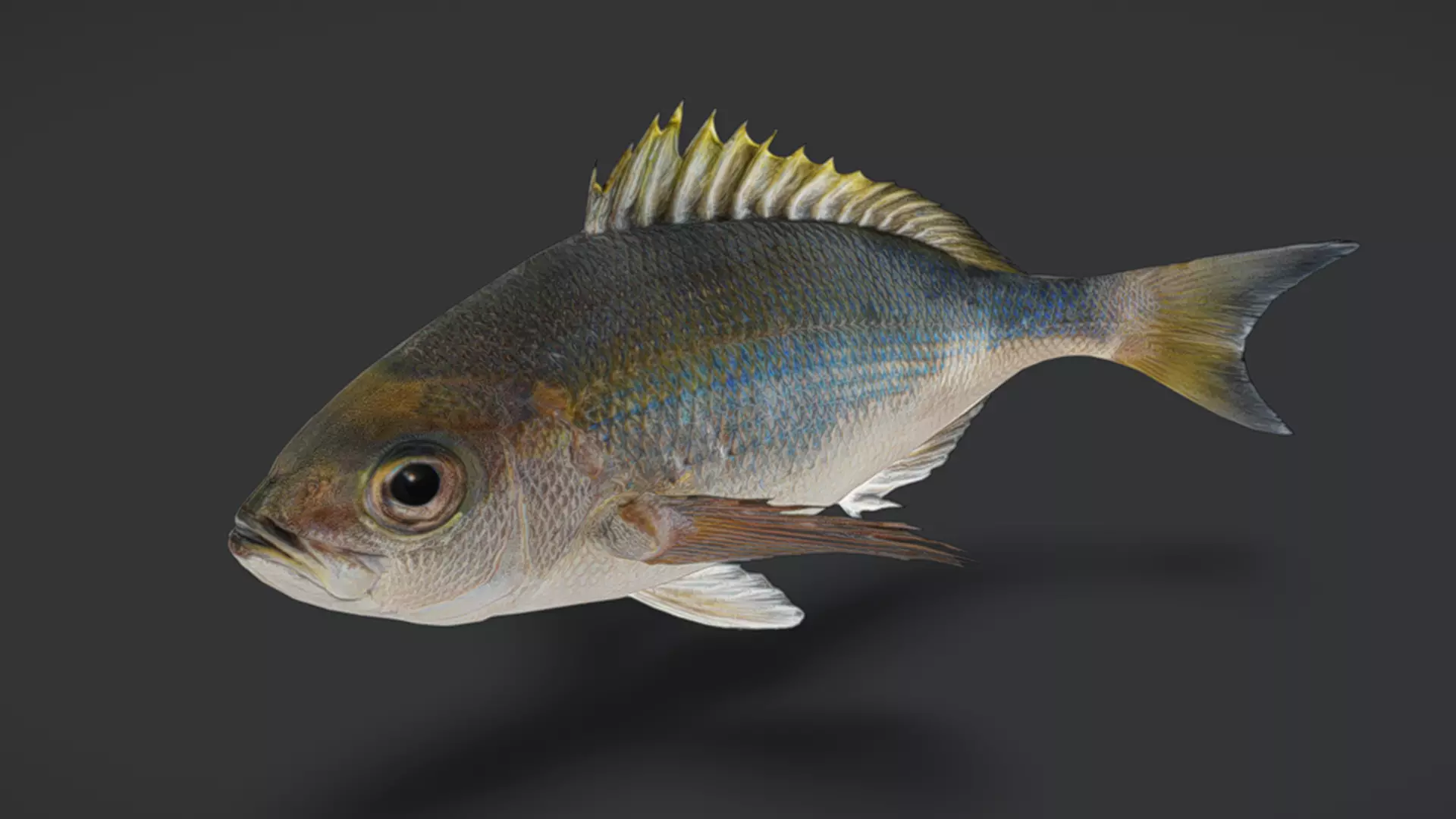 Predator Ocean Fish Collection 3D model_34