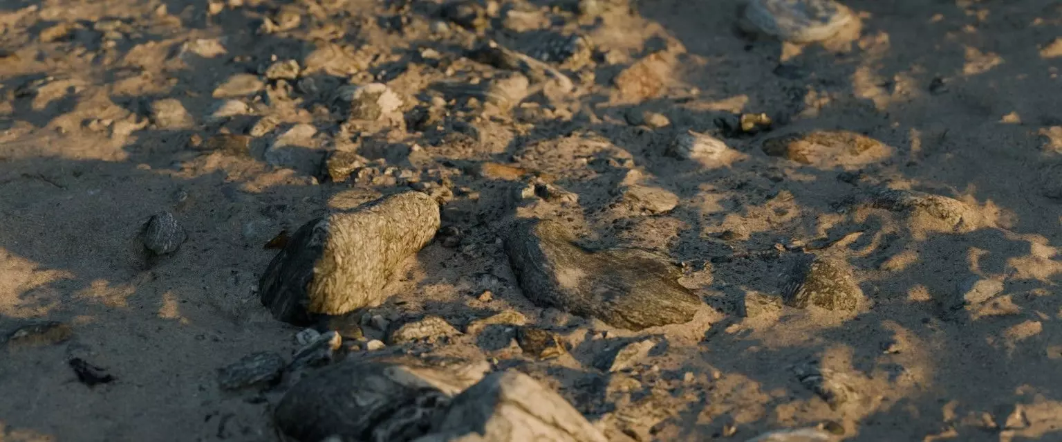 28 Photorealistic High Quality Beach Scans and Scene 3D model_3